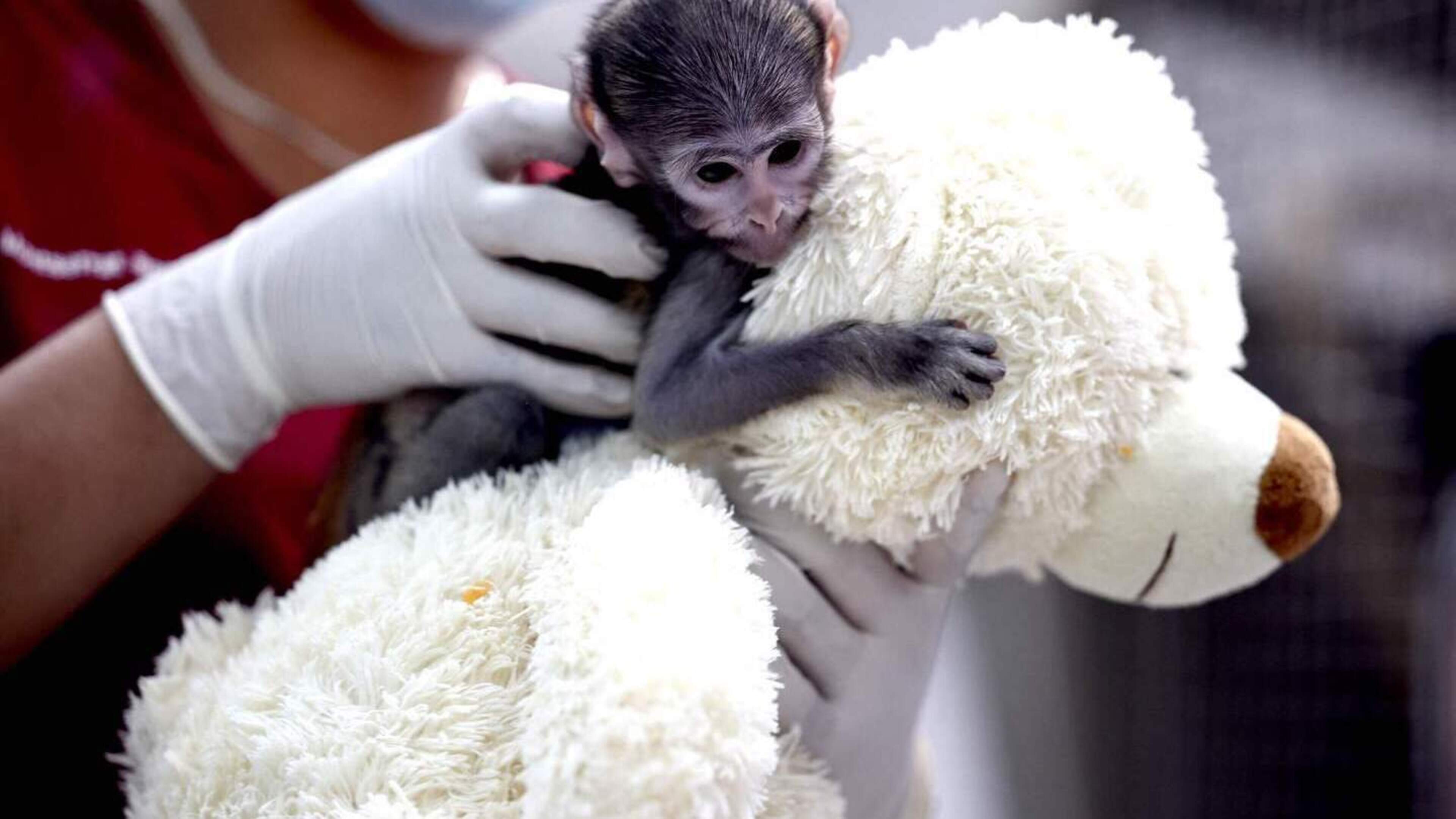 Na Punch nu Yuji: opnieuw verstoten babyaapje zoekt geborgenheid bij knuffel
