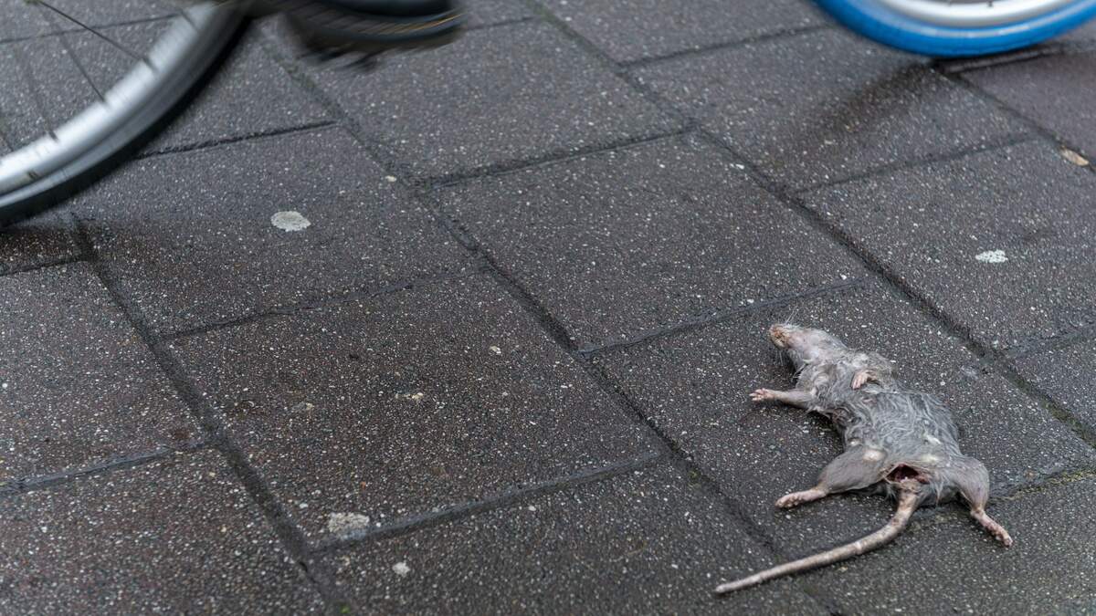 Rattenoverlast Amsterdam? JA21 wil fretten inzetten | De Telegraaf