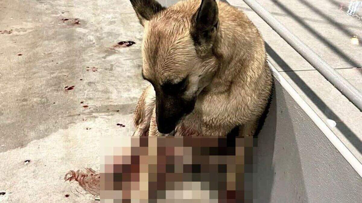 オランダの若者たちがギリシャで車にひかれた犬を救い、国民の心をつかむ