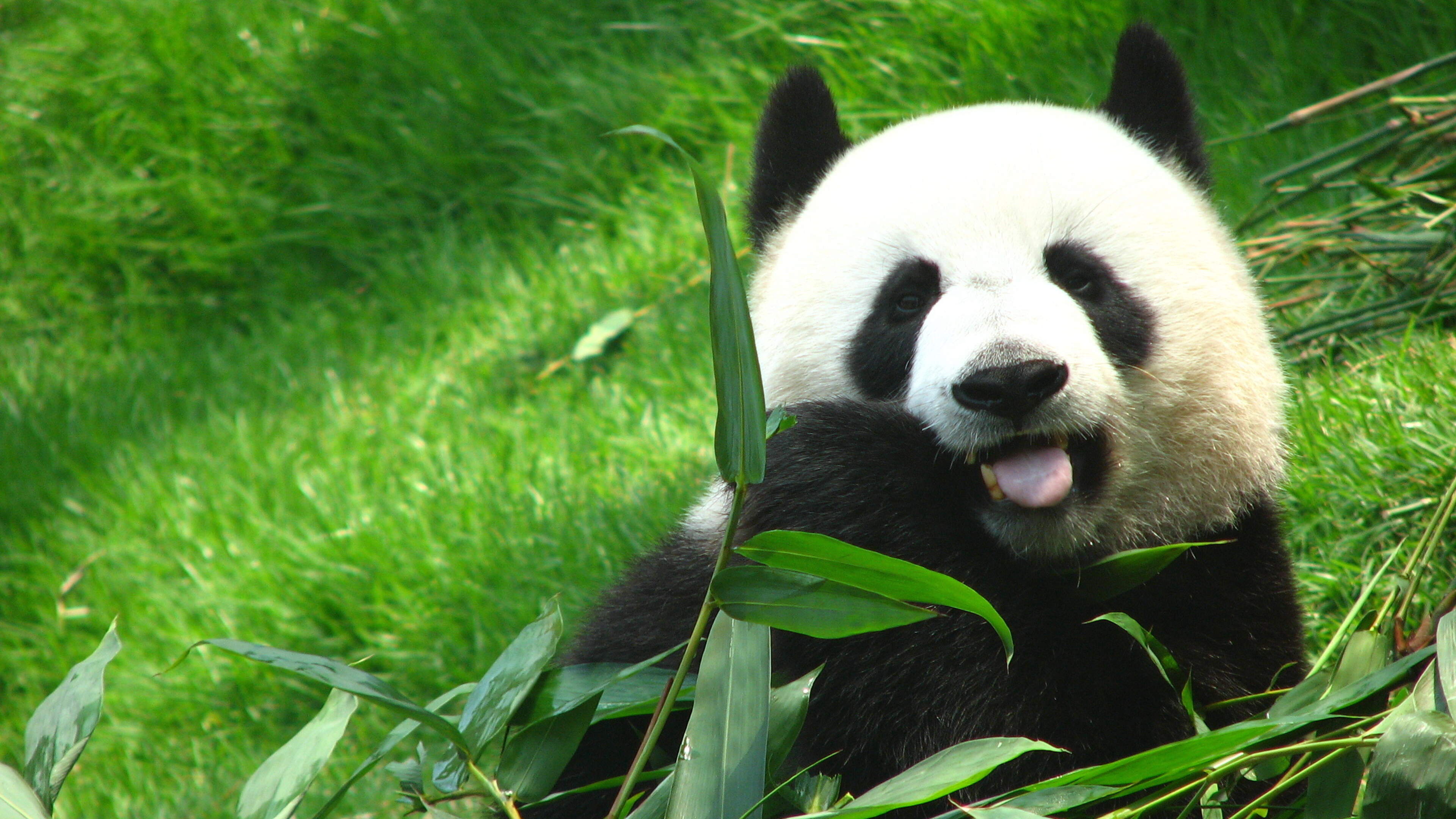 China stuurt panda's naar VS voor bezoek Trump aan Beijing