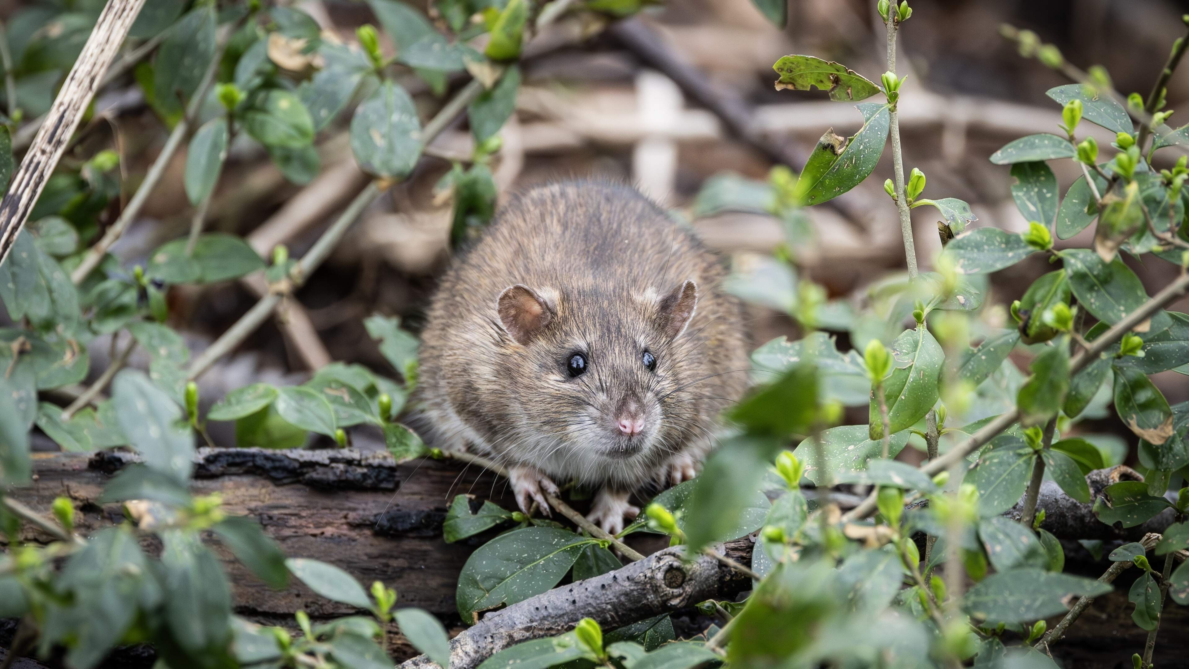 LIVE | Argentinië gaat knaagdieren vangen in onderzoek naar hantavirus