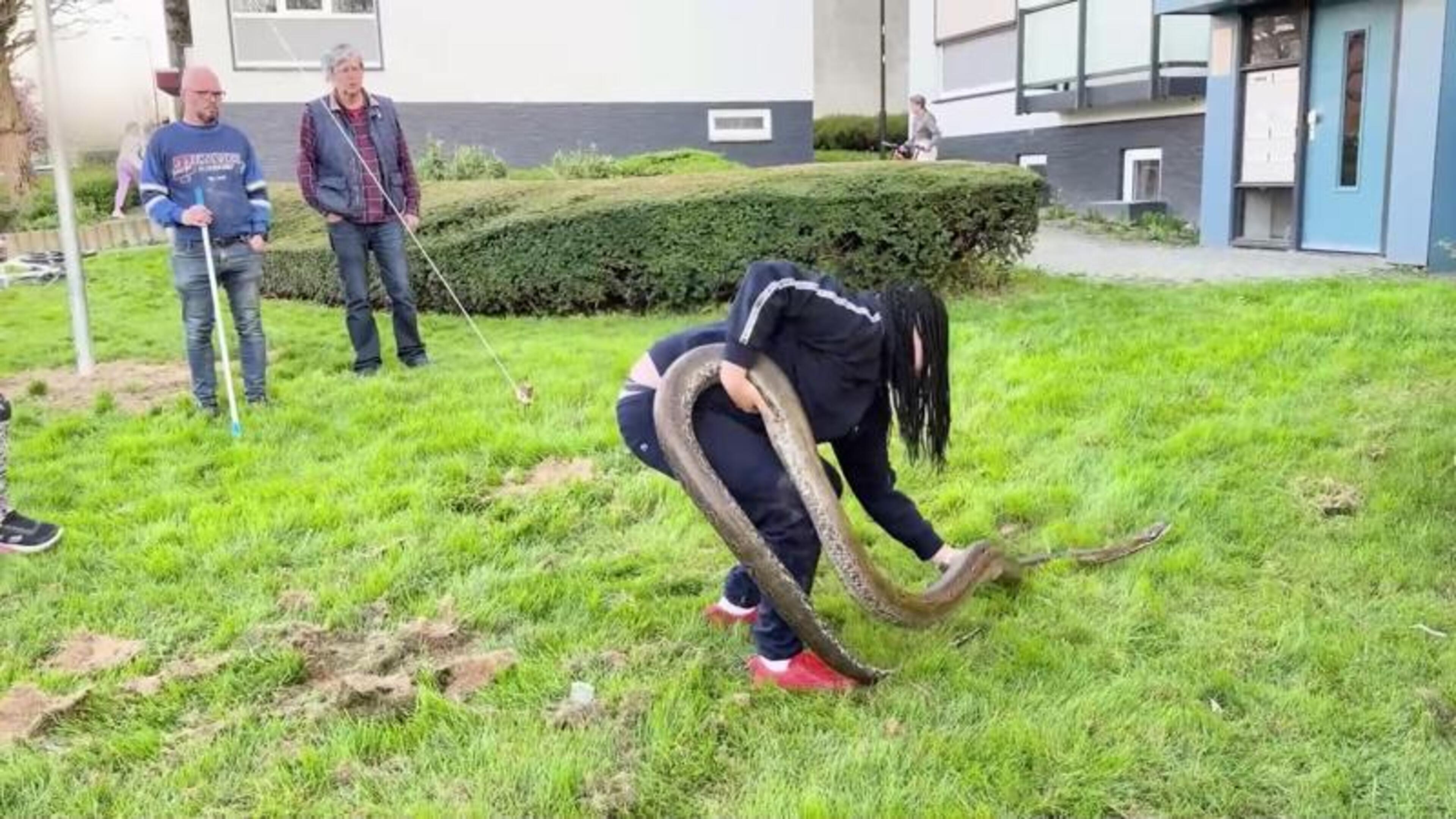 Ontsnapte python van twee meter teruggevonden in bosjes