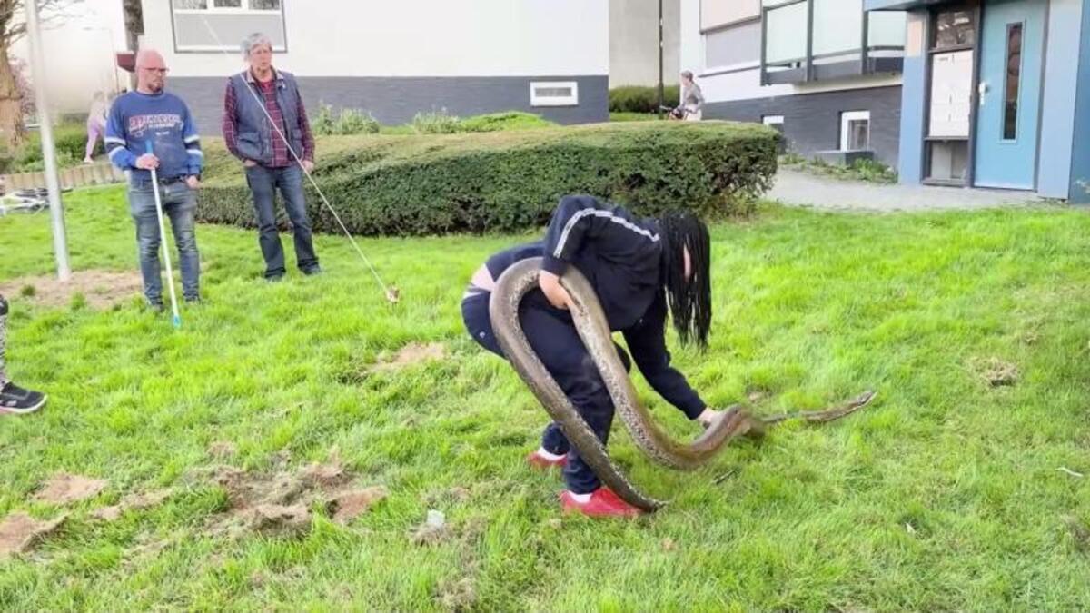 enorme tijgerpython in oosterbeek stelt experts voor... Ontsnapte Python van twee meter teruggevonden in bosjes | De Telegraaf
