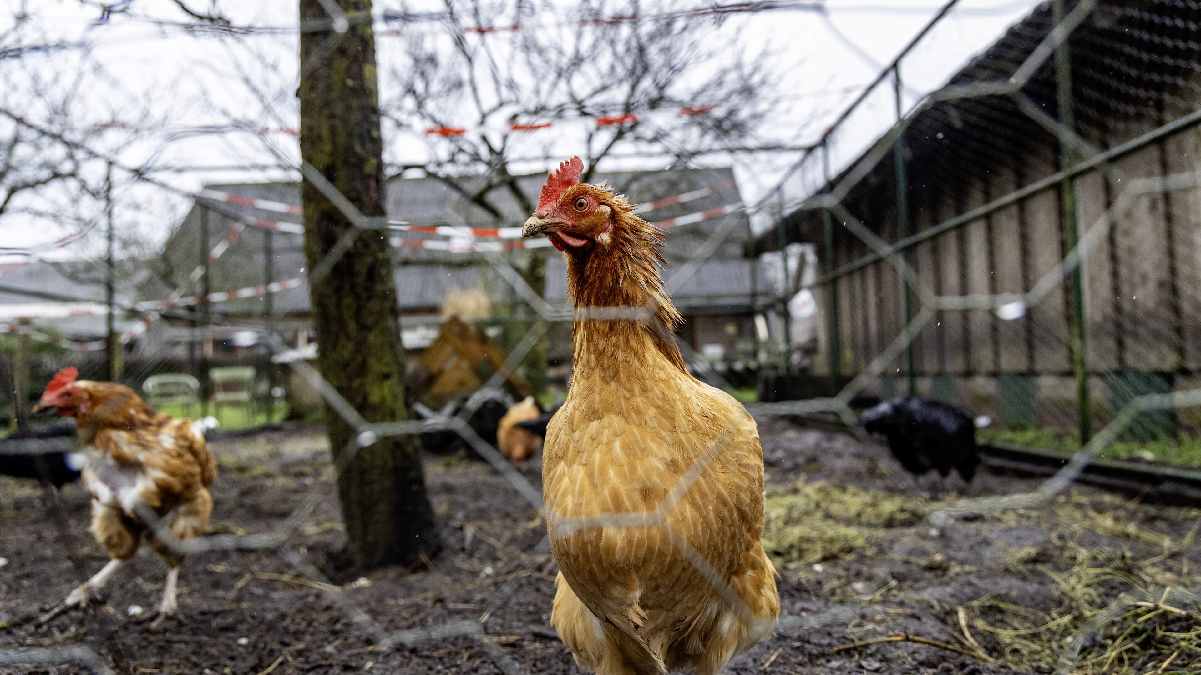 Ophokplicht pluimvee ook in Gelderse Vallei opgeheven