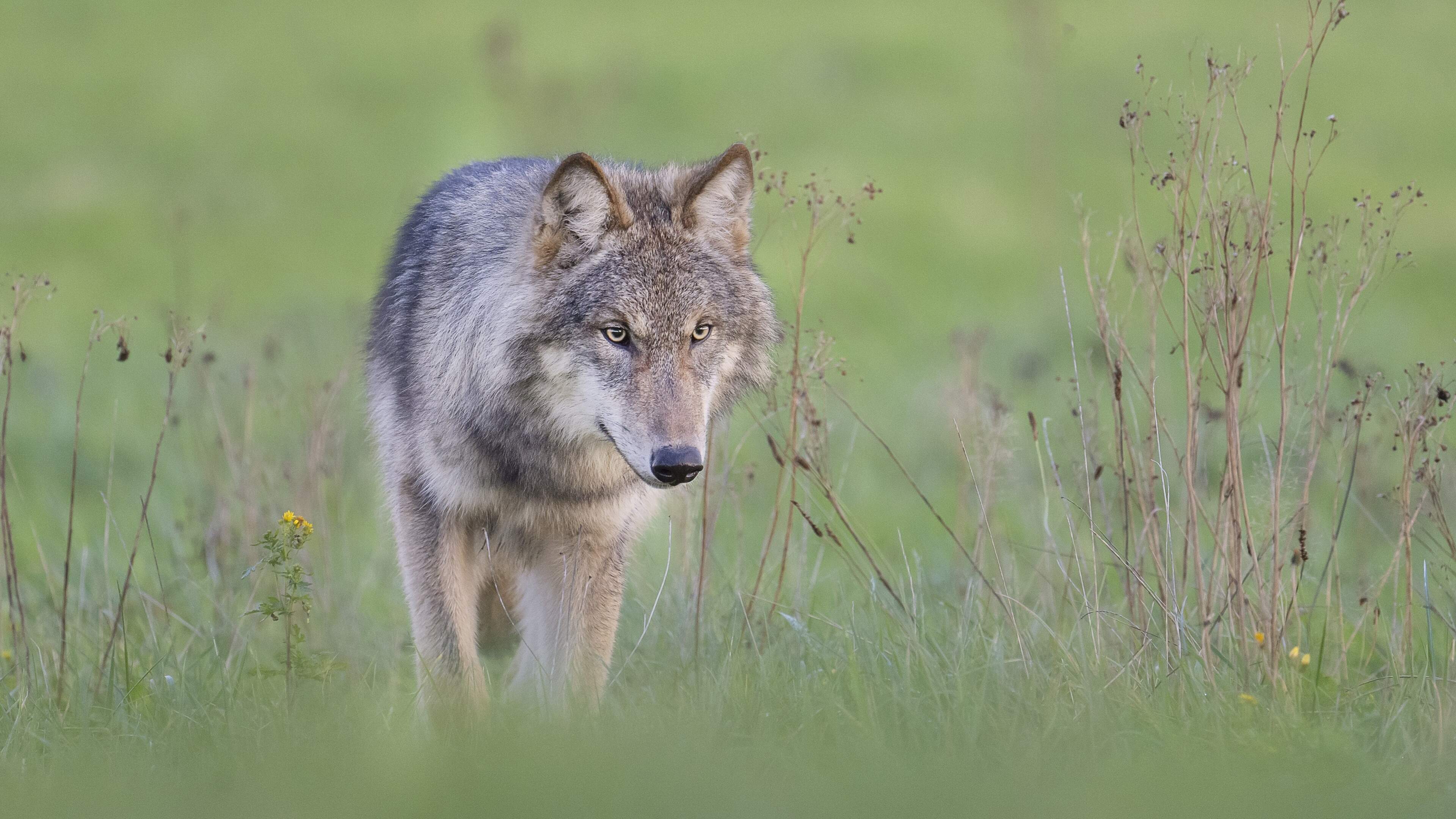 Als laatste provincie is ook in Zuid-Holland een wolf gezien