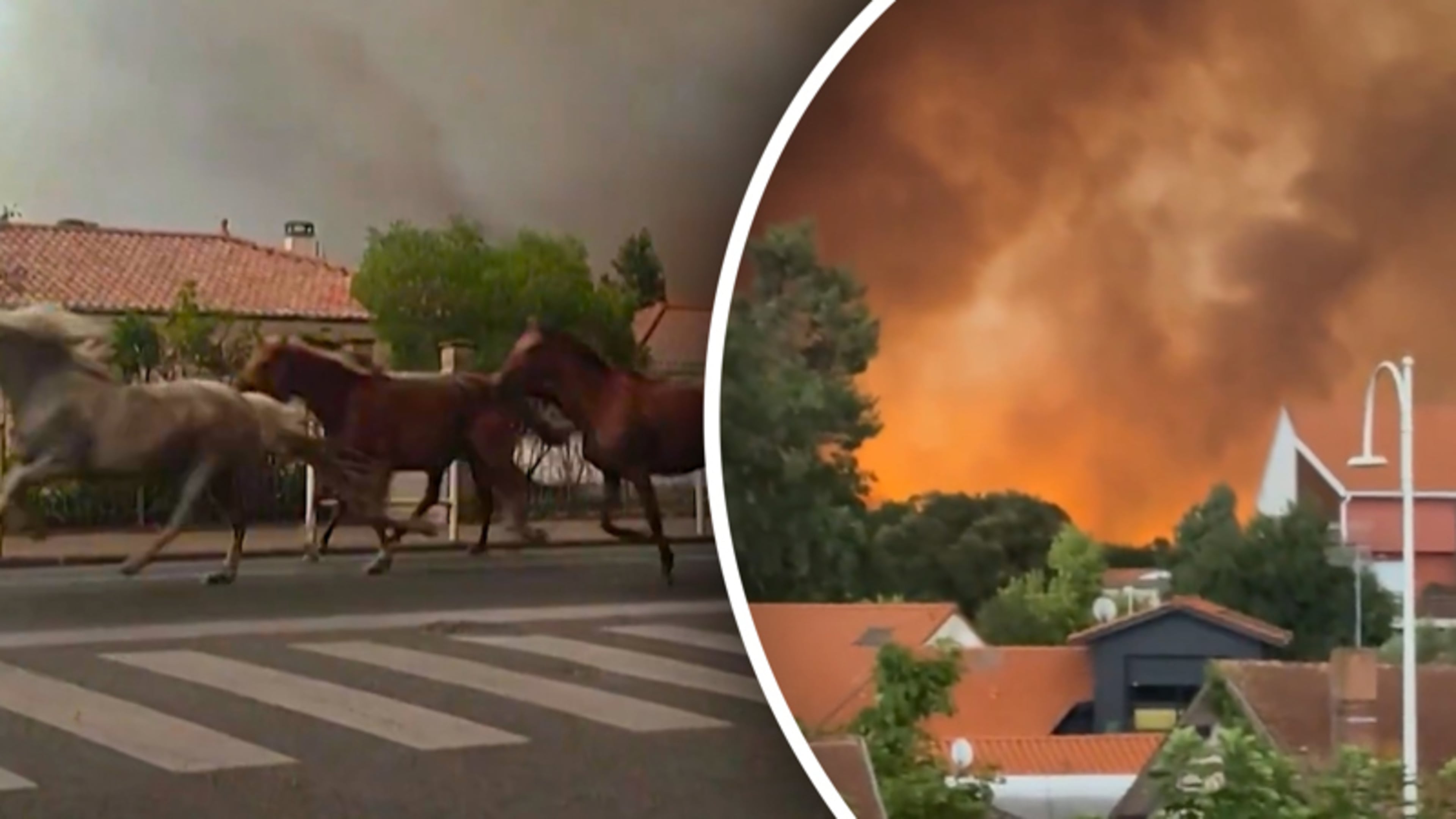 Paarden vluchten in paniek weg voor natuurbrand in Frankrijk