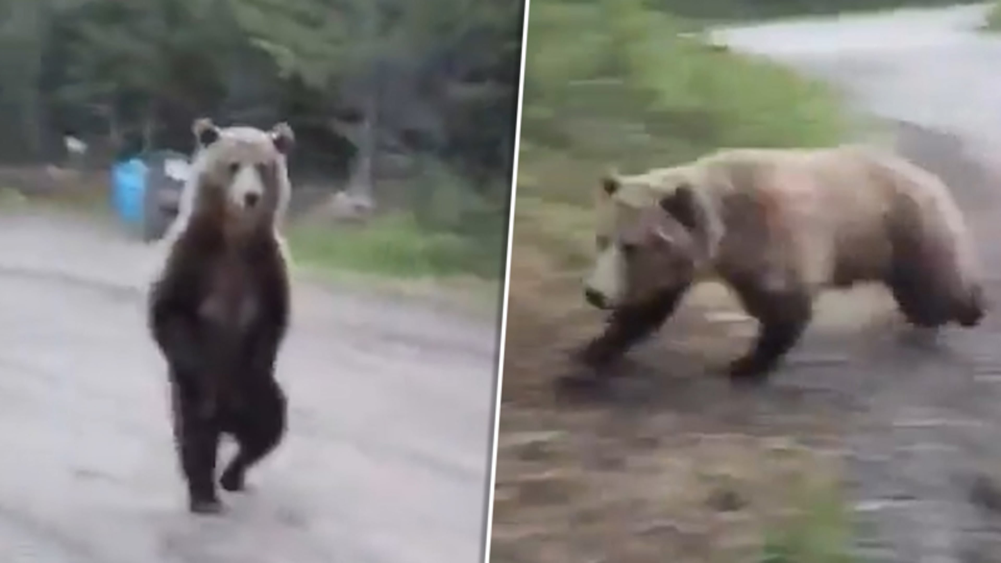 Wandeling neemt absurde wending: vrouw oog-in-oog met grizzlybeer