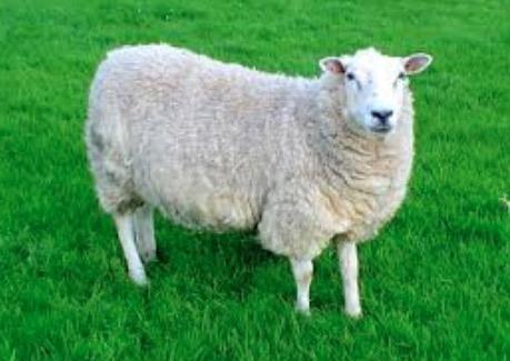 Dief jat schaap