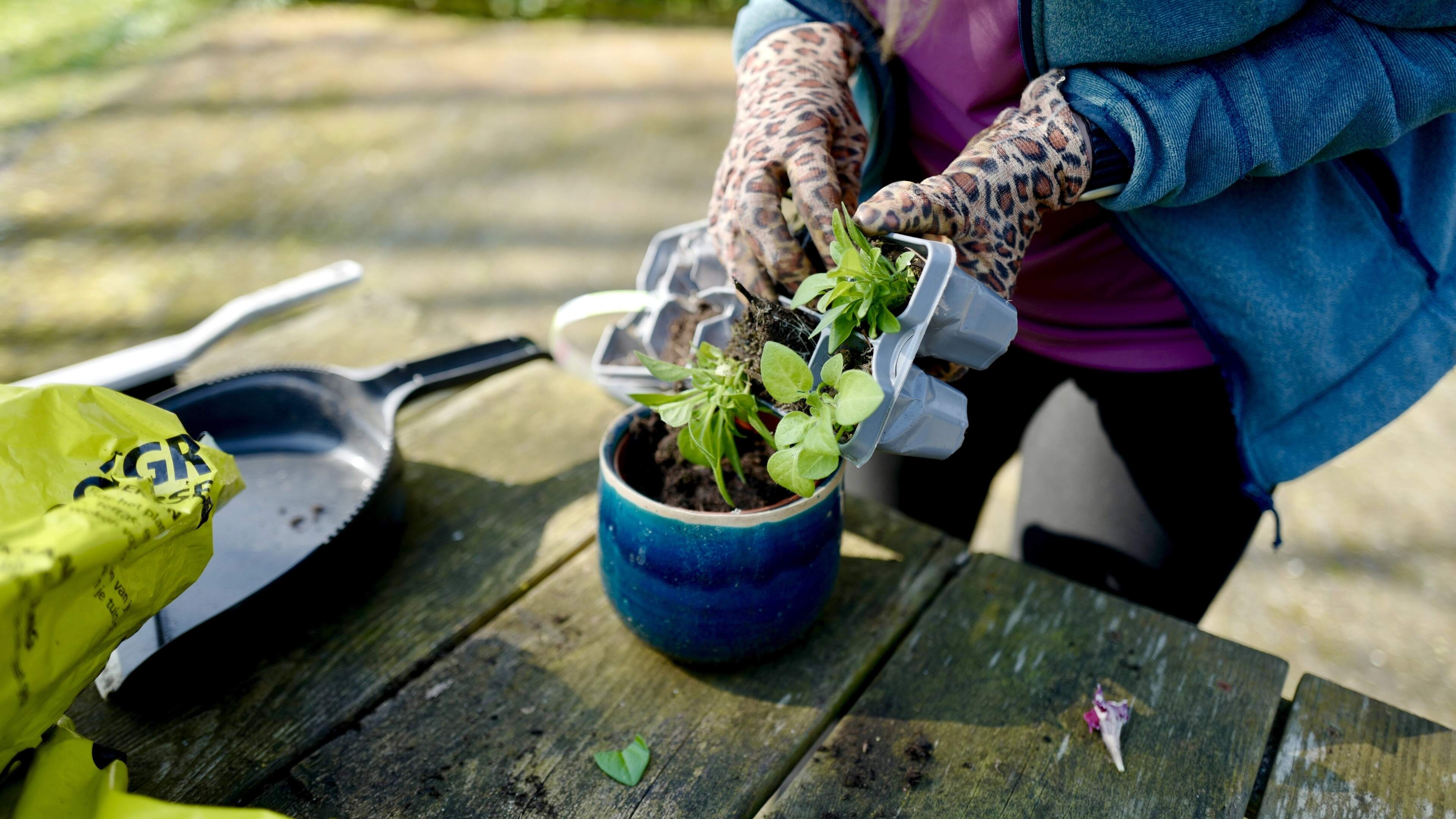 IJsheiligen voorbij, dus planten kunnen weer naar buiten: dit zijn feiten en fabels over dit stokoude begrip