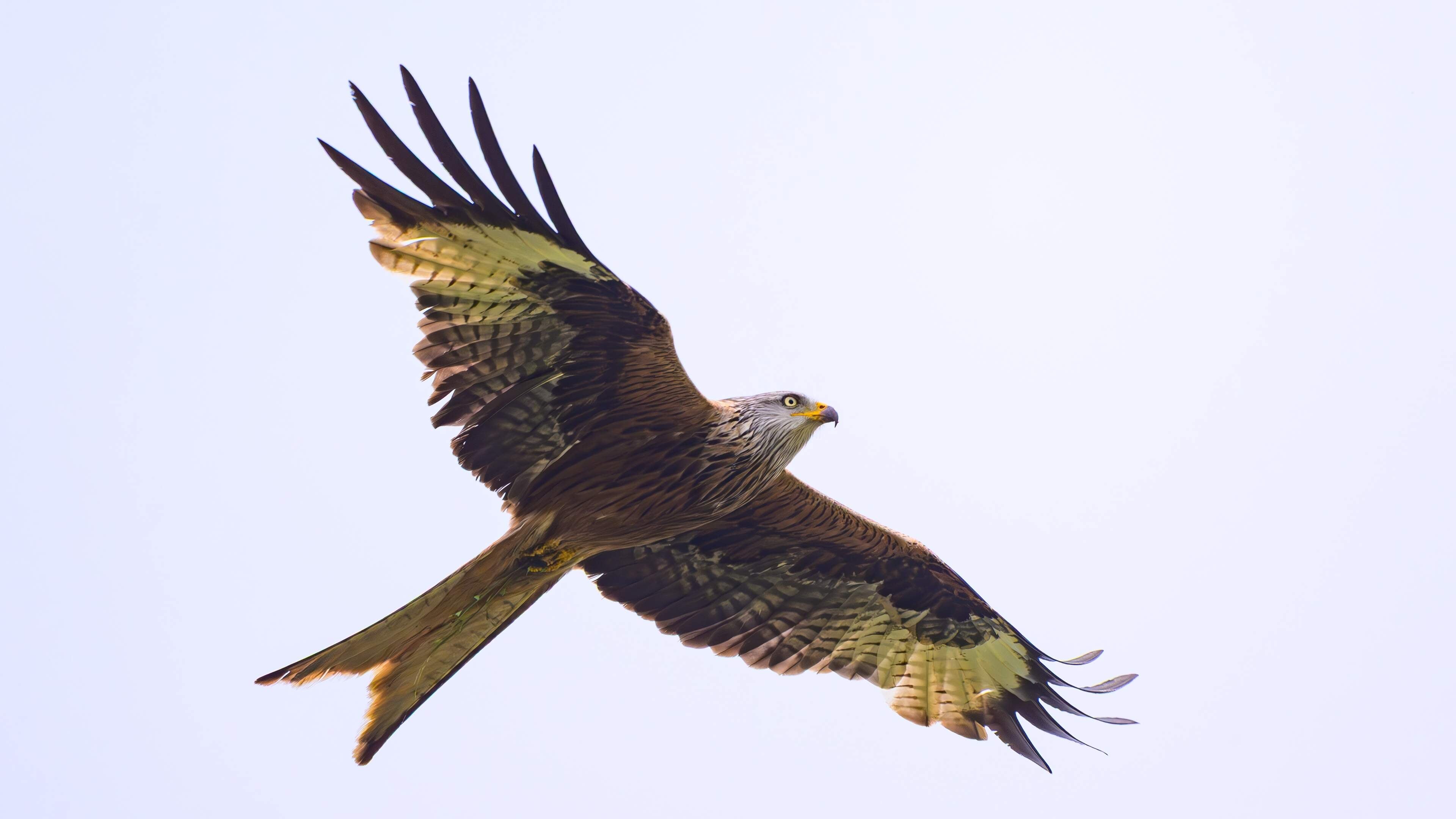 ’Agressieve’ roofvogel valt mensen in Engels dorpje aan