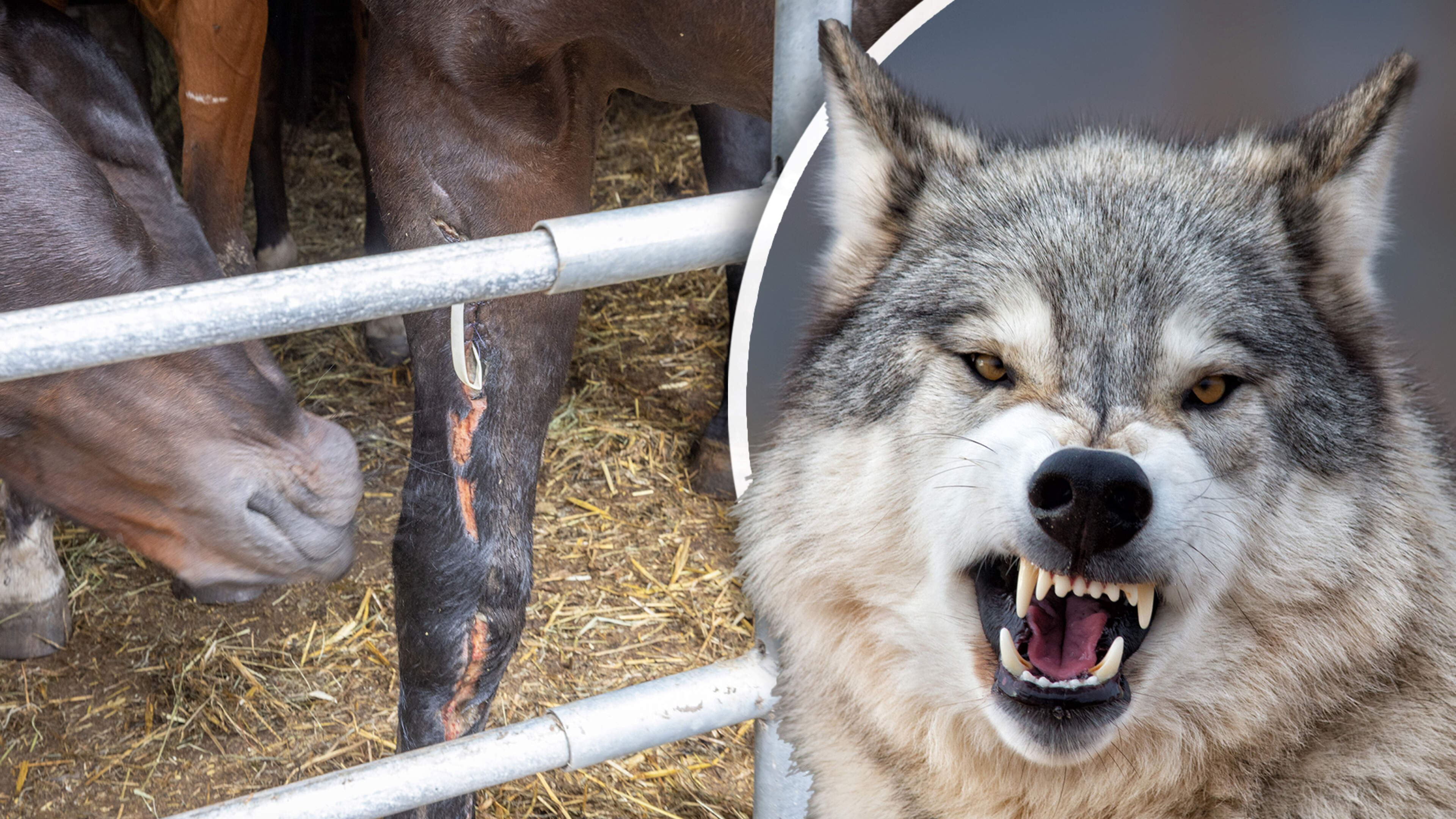 Wolven grijpen nu ook grote paarden, 21-jarige Whisper vecht