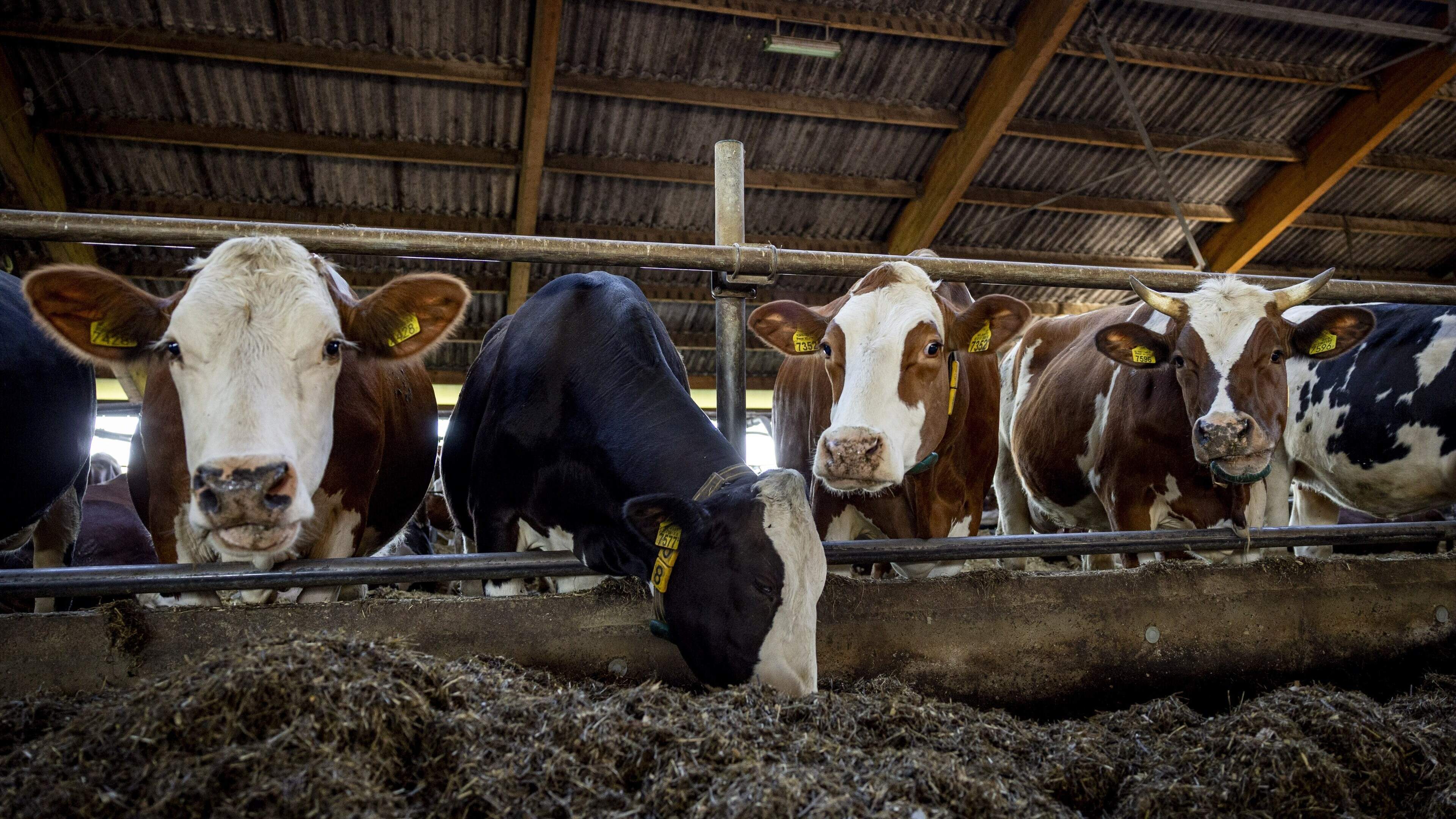 Brussel akkoord met staatssteunpakket: 600 miljoen euro voor krimp Nederlandse veestapel
