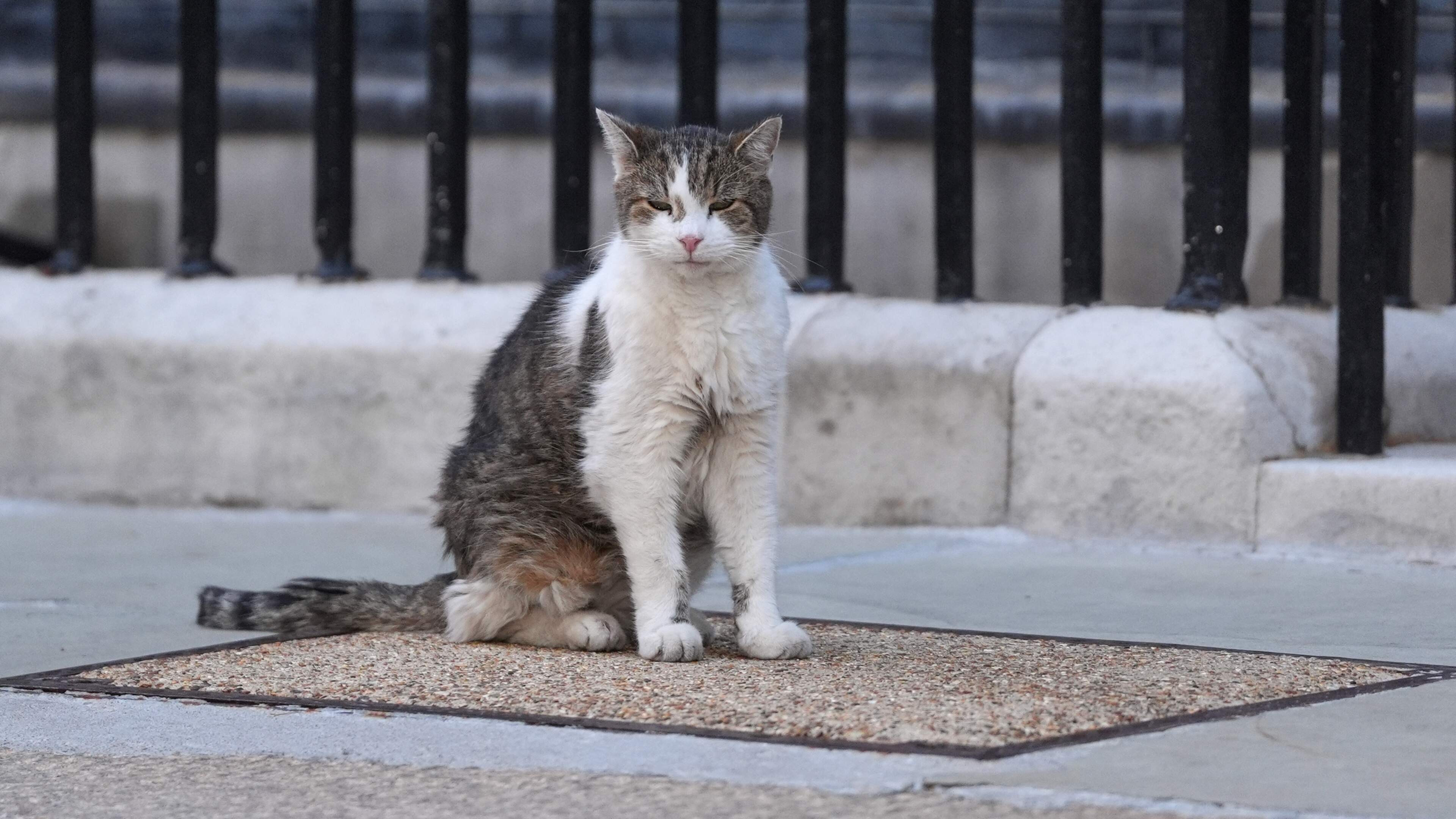 Bekendste kat van Engeland, Larry the Cat, geeft teken van leven: ’De berichten over mijn dood zijn sterk overdreven’