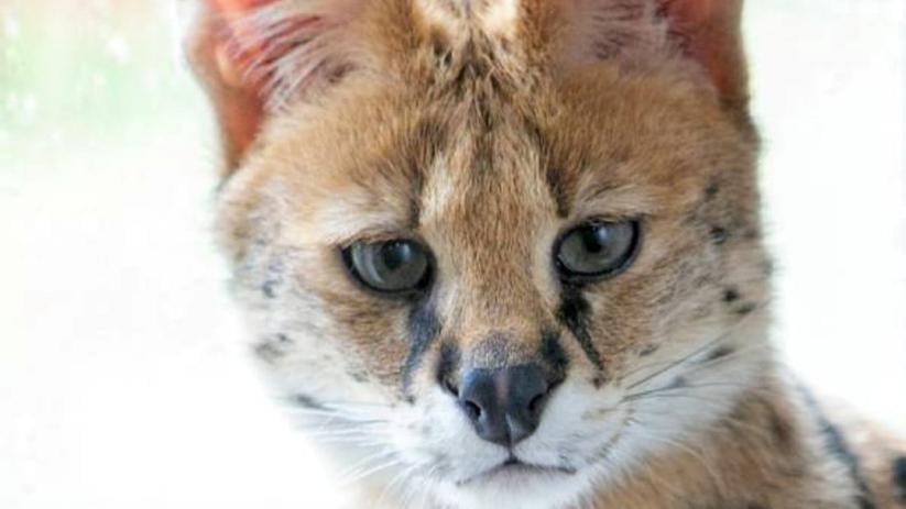Serval gespot in tuin in Zeeuwse Kruiningen, twee duiven gedood