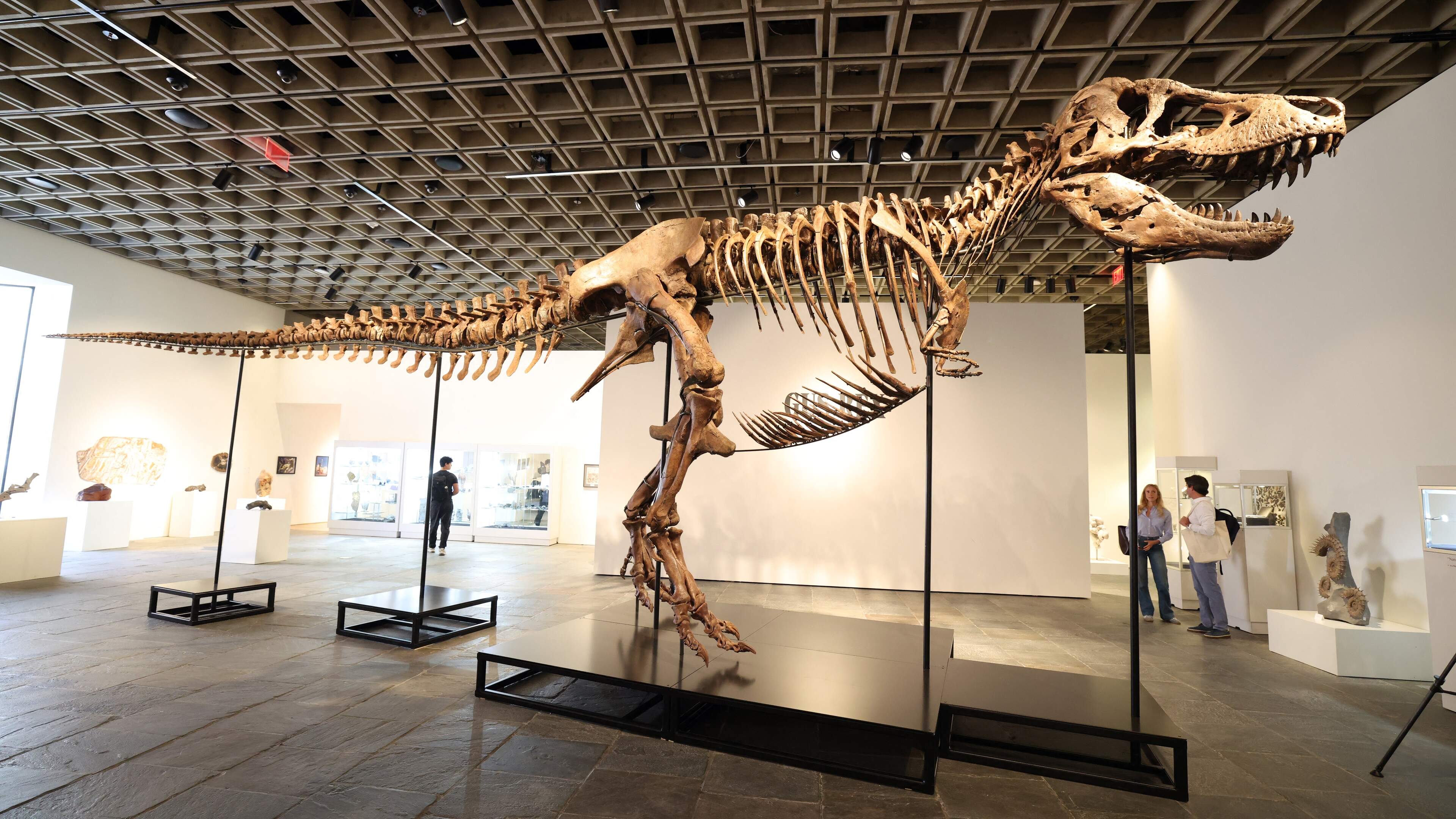 Duurste dinosaurus ooit: Tyrannosaurus rex geveild voor recordbedrag van 50 miljoen dollar