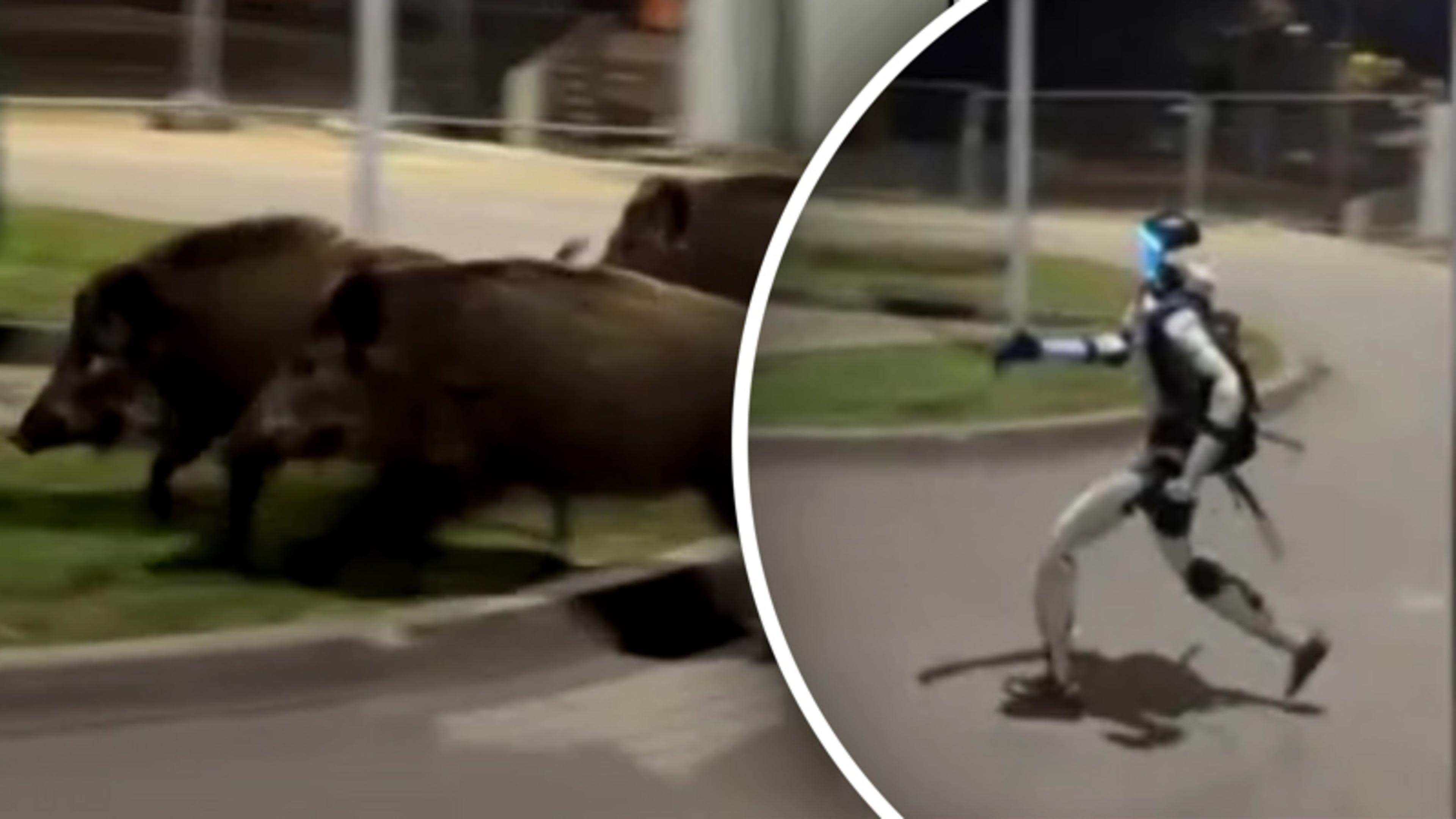 Bizar: Rennende AI-robot jaagt wilde zwijnen het bos in