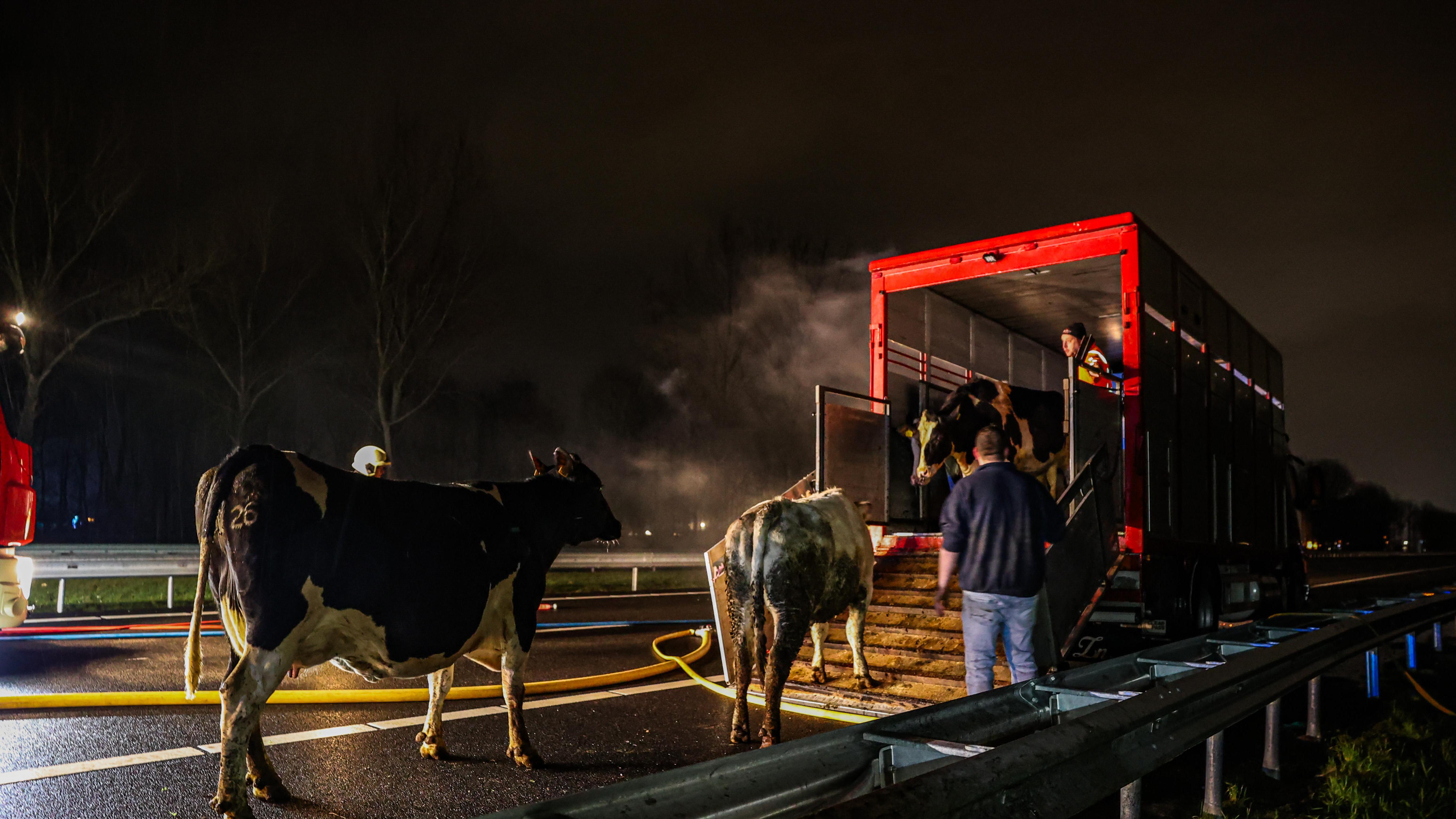 A7 bij Oudehaske dicht om brandende vrachtwagen met koeien
