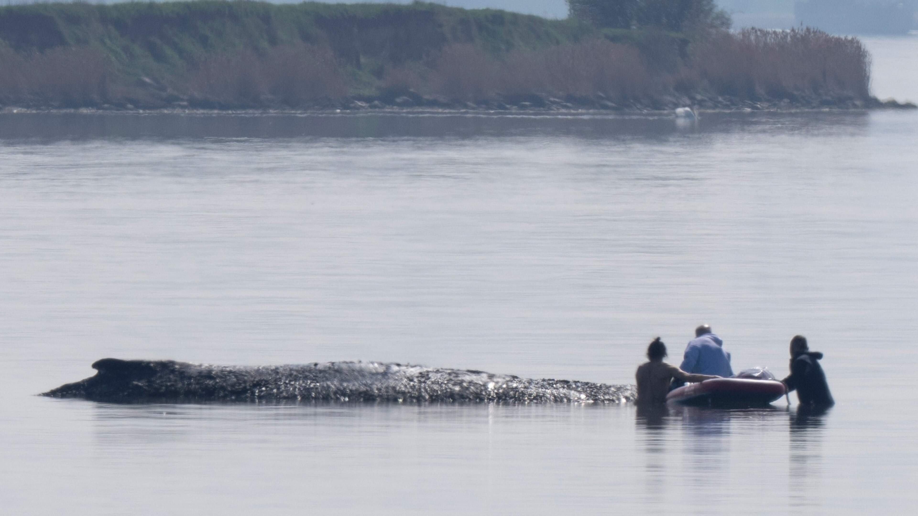 Duitse miljonairs laten dierenarts uit Hawaii overvliegen om gestrande bultrug Timmy te ’redden’