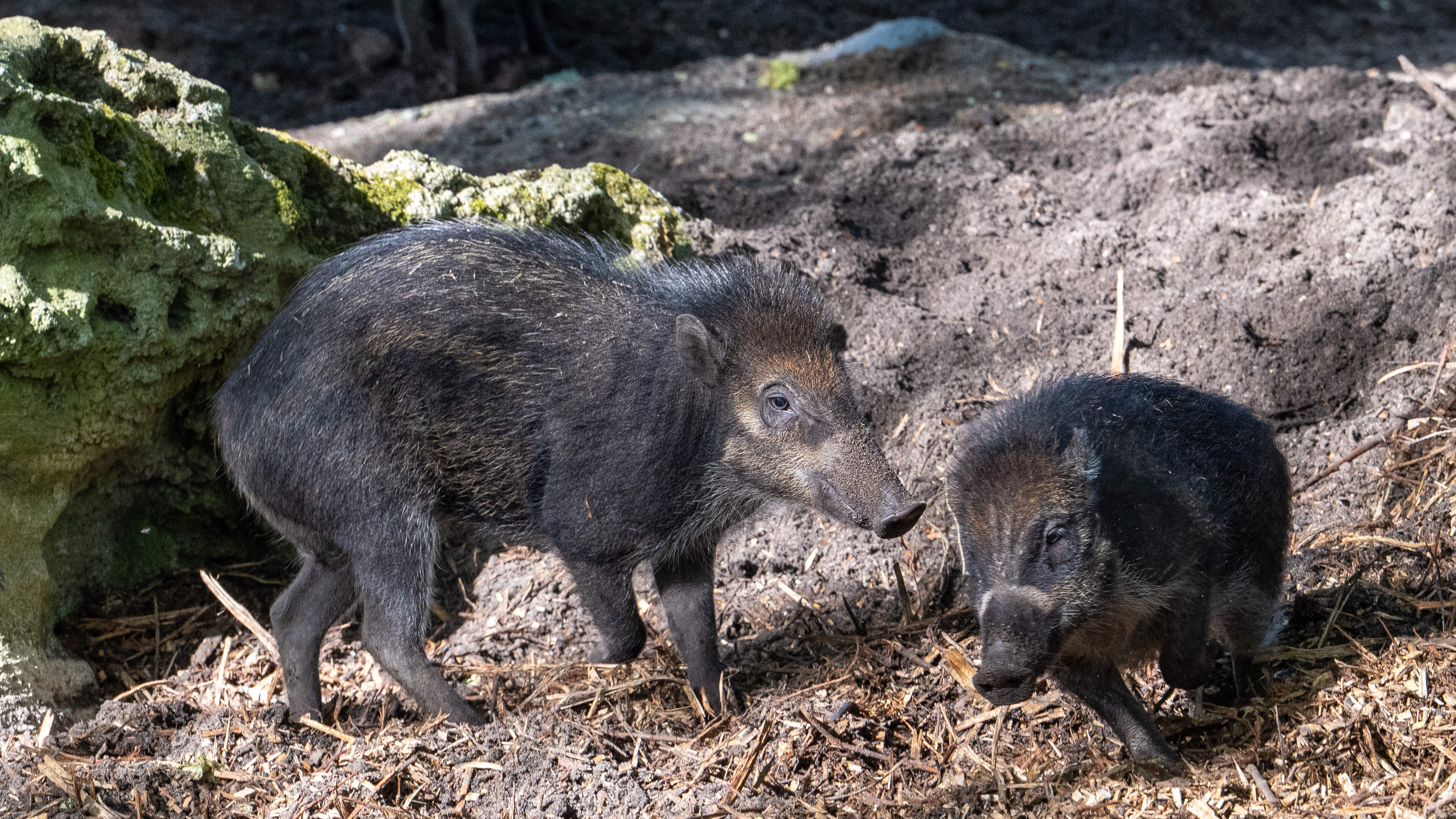 Artis verwelkomt ernstig bedreigde wrattenzwijnen: kleine, nieuwsgierige wroeters
