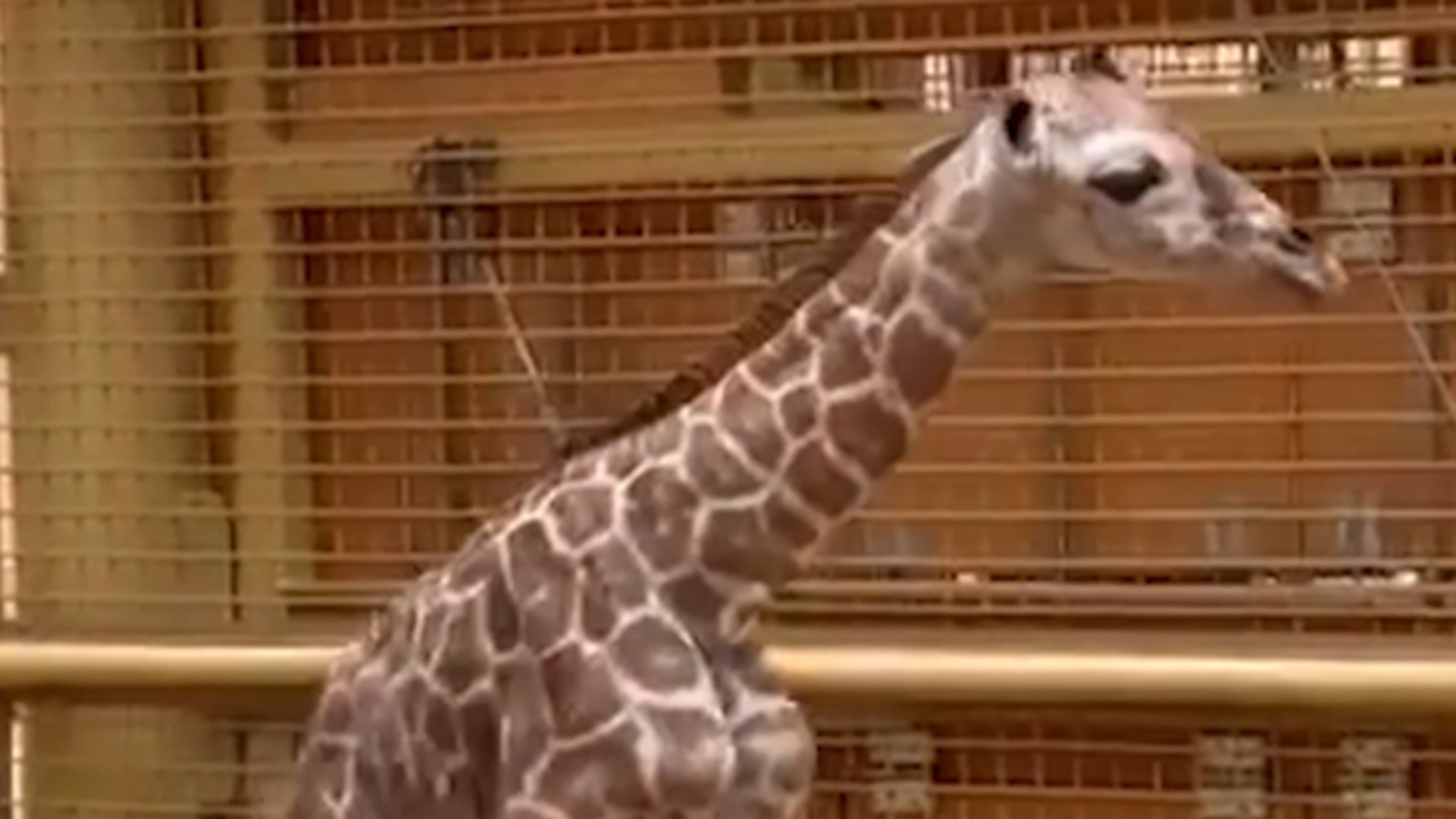 Schattig: giraffe in Diergaarde Blijdorp geboren