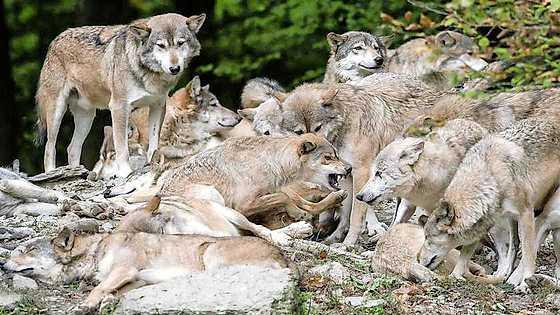 Wolven beten in januari zes schapen dood