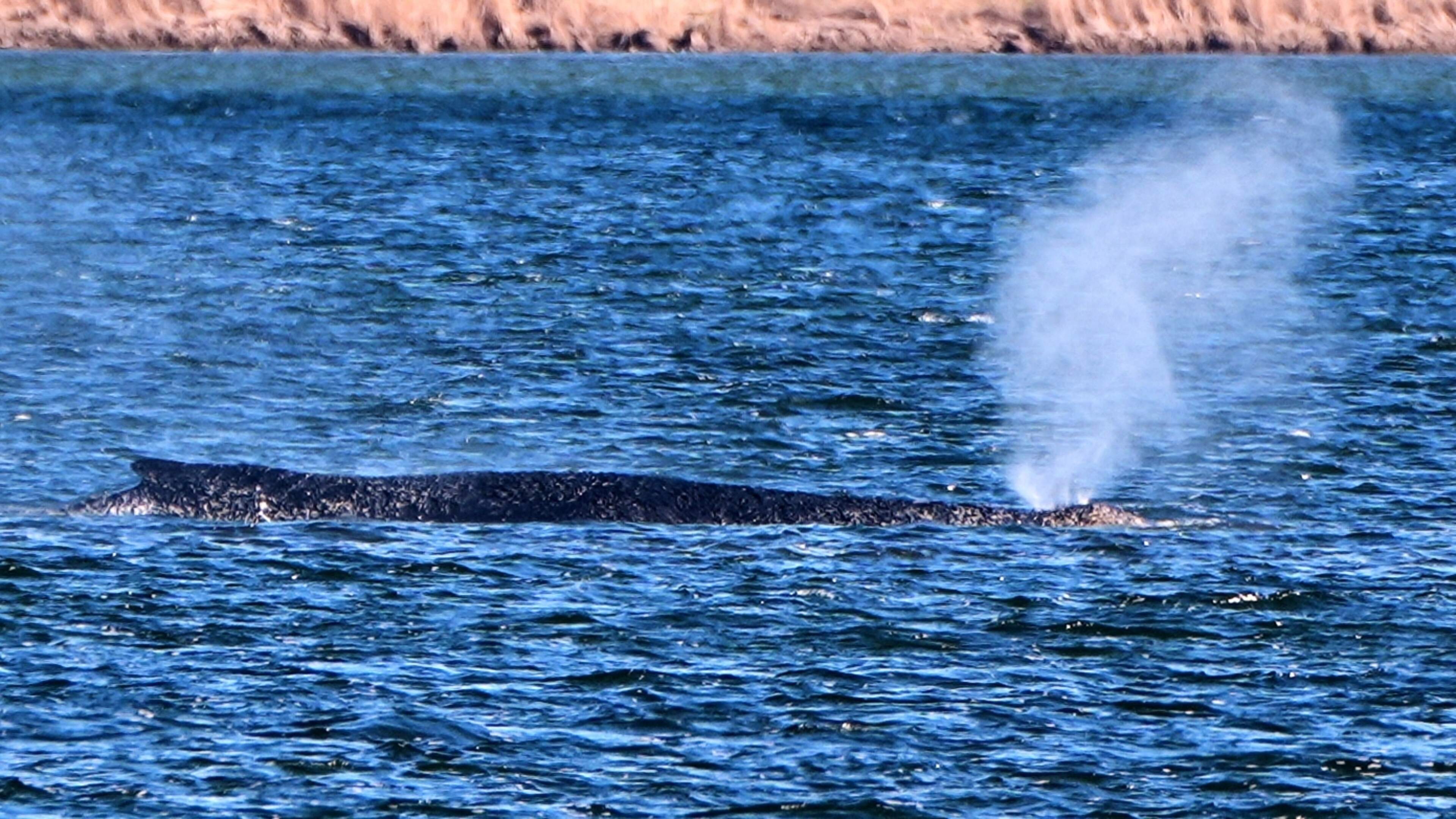 Onverwacht toch toestemming voor spectaculaire reddingspoging voor bultrug Timmy