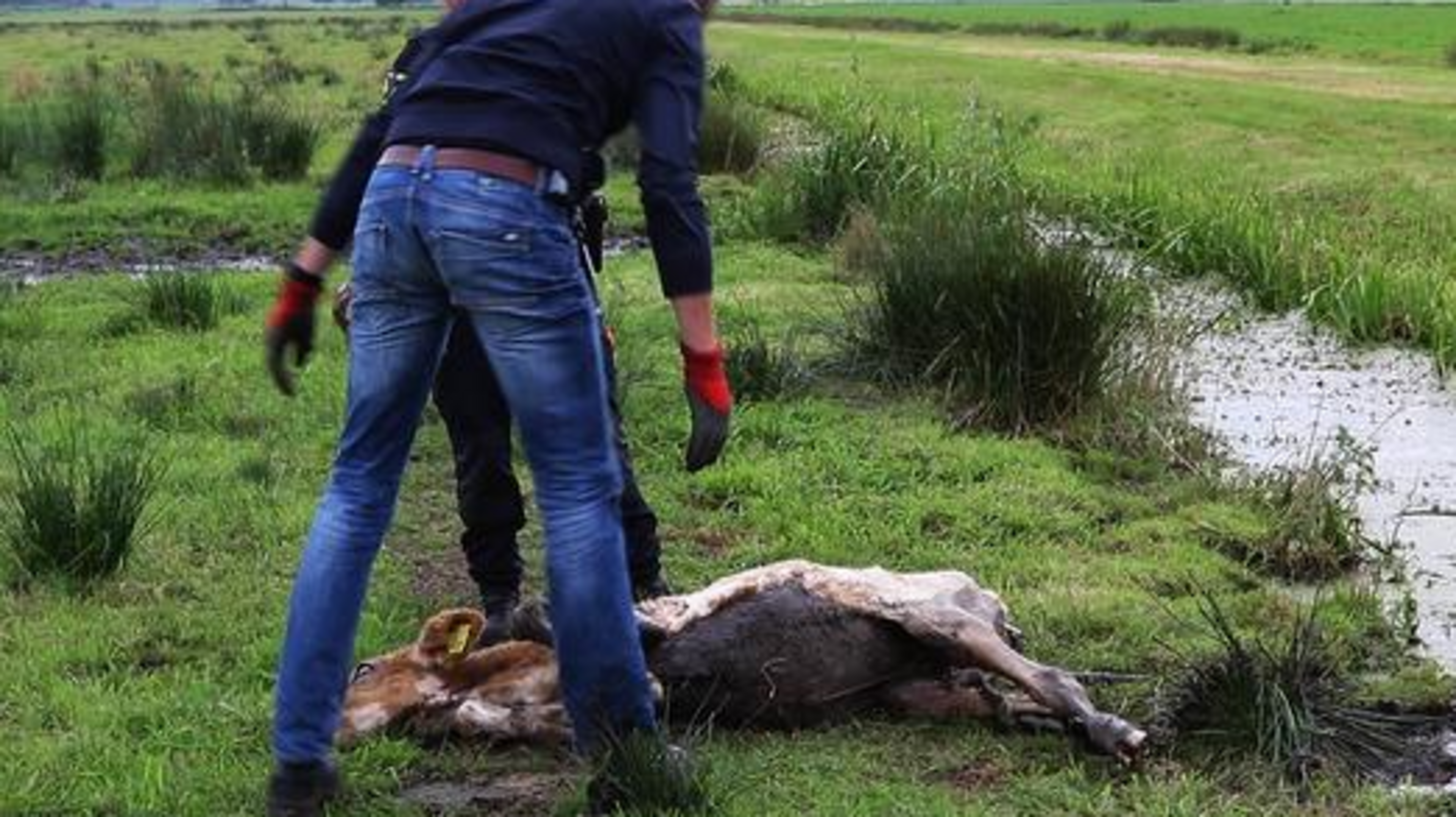 Twintig dode koeien gevonden in weiland