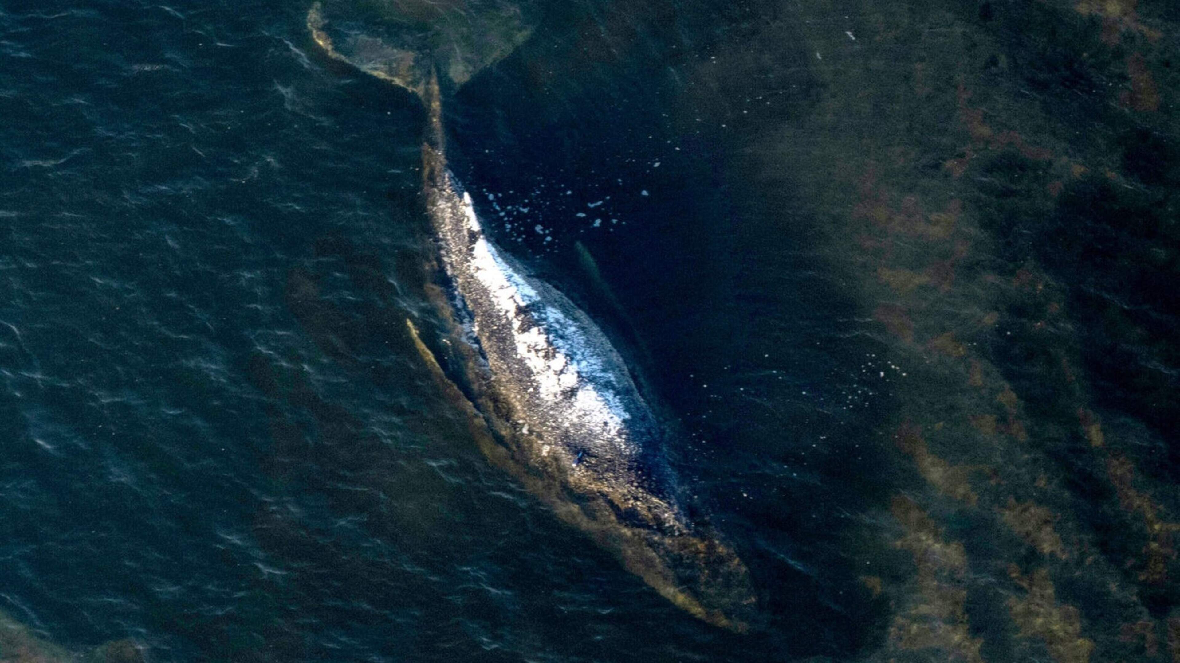Dode walvis gespot voor Deense kust, niet duidelijk of het om Timmy gaat