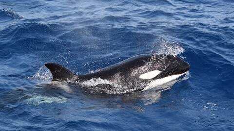 Killer whale surfacing in the strait of Gibraltar