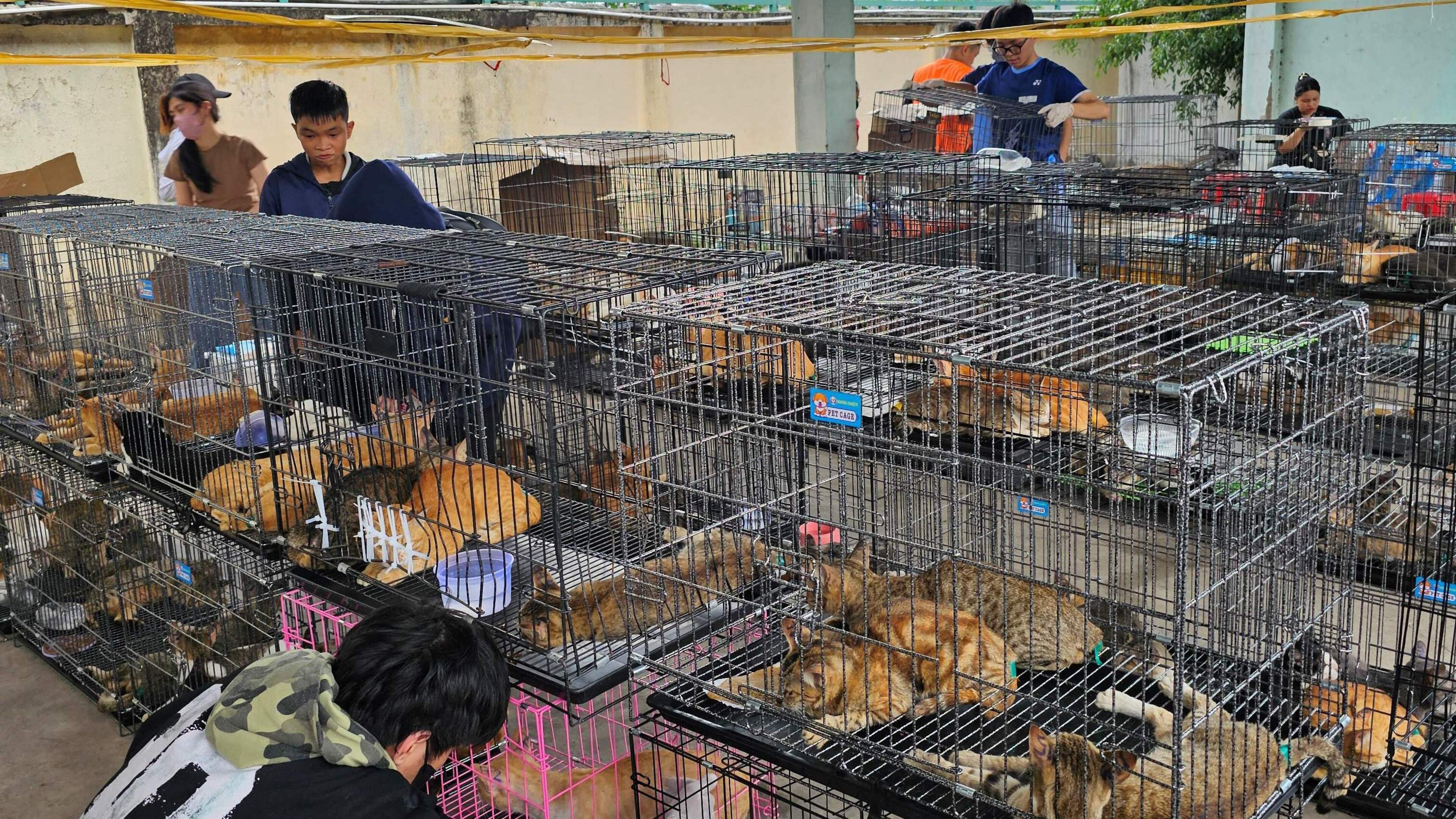 Honderden katten gestolen in Vietnam, illegale handel in kattenvlees opgerold: ’Families kwamen wanhopig naar het politiebureau’