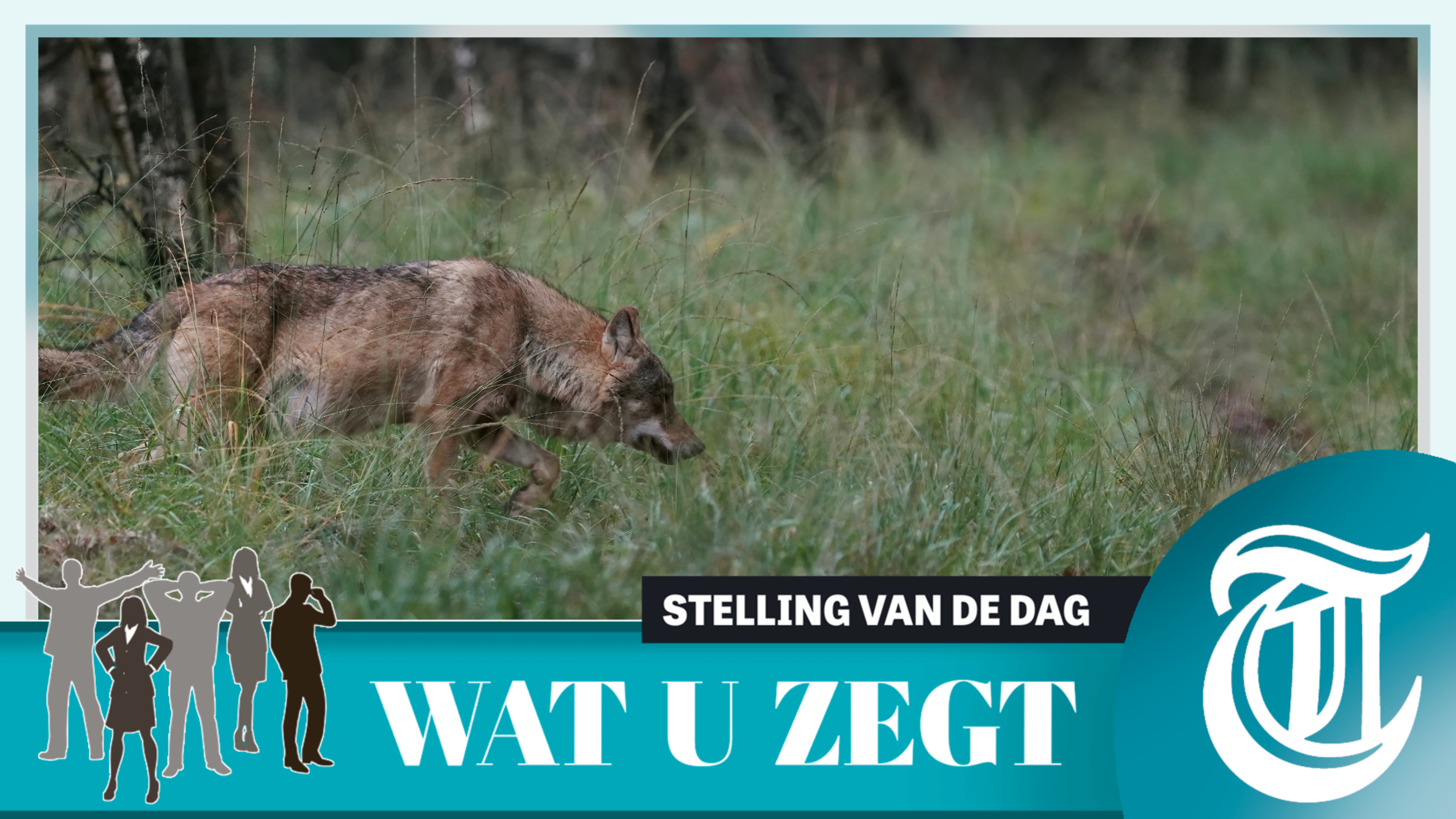 Stelling: nieuwe aanpak wolf nodig
