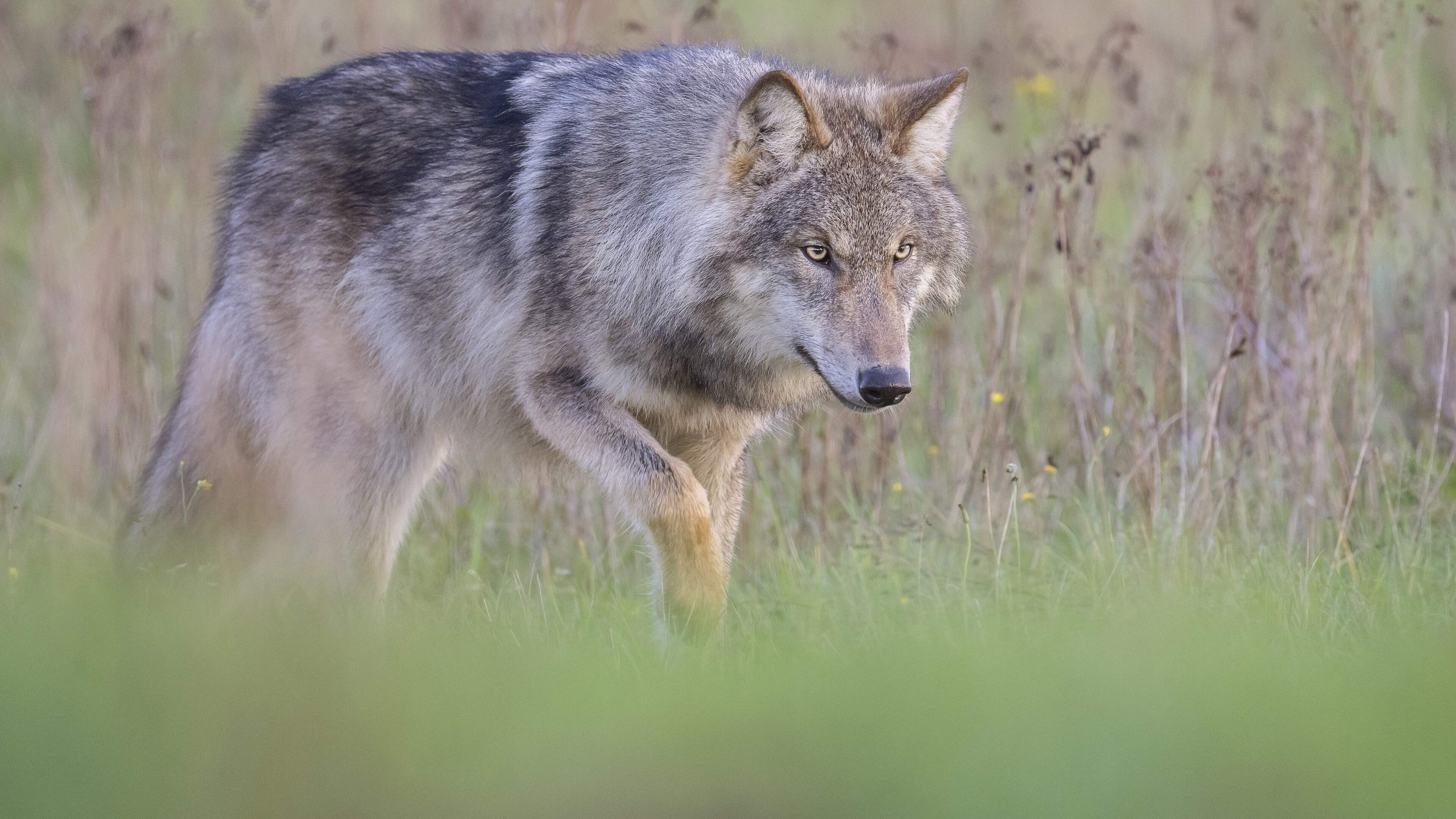 Aantal meldingen van wolvenaanvallen op vee neemt af in eerste drie maanden, na jaren van stijging