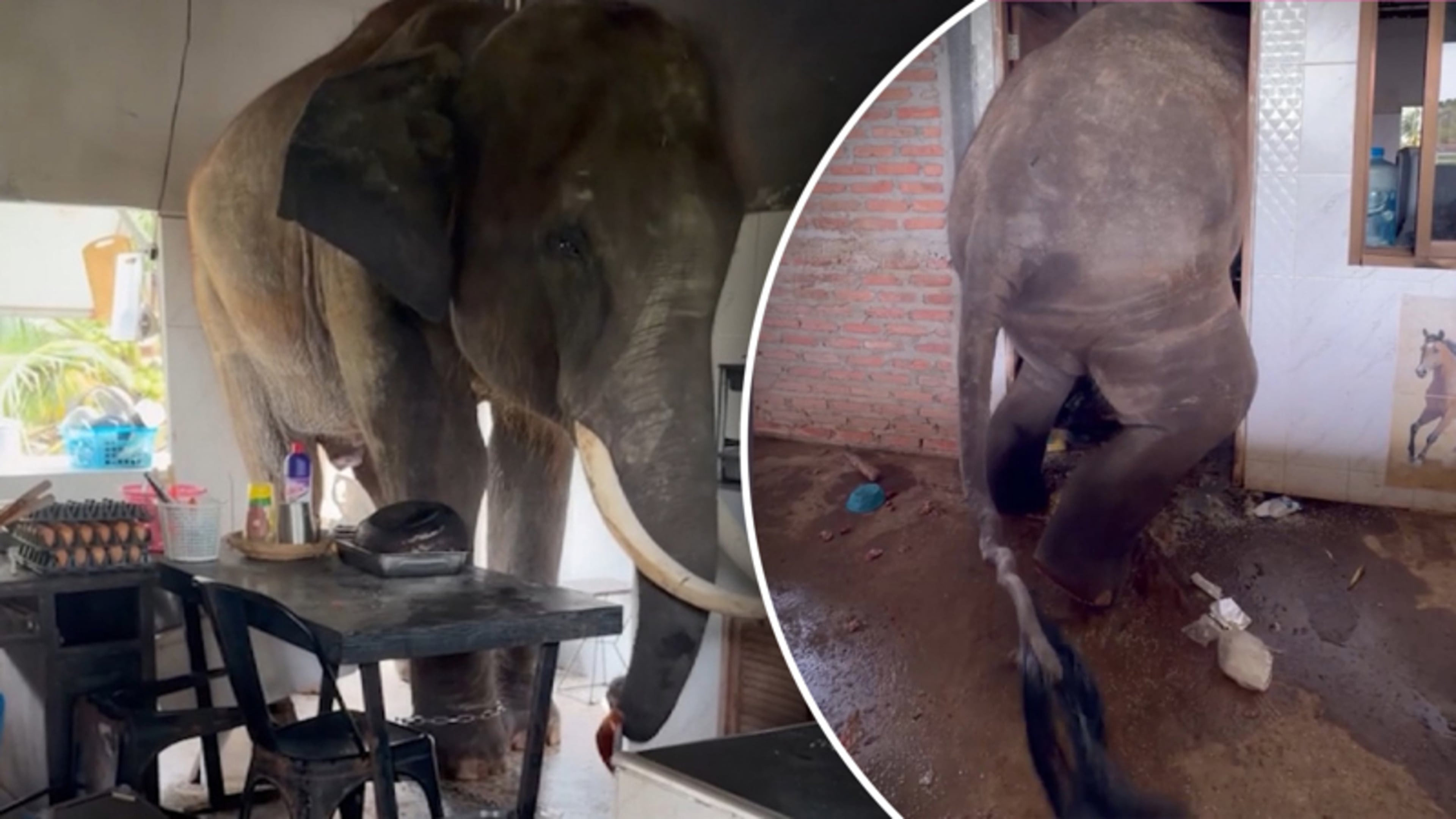 Olifant komt klem te zitten in deuropening tijdens zoektocht naar eten