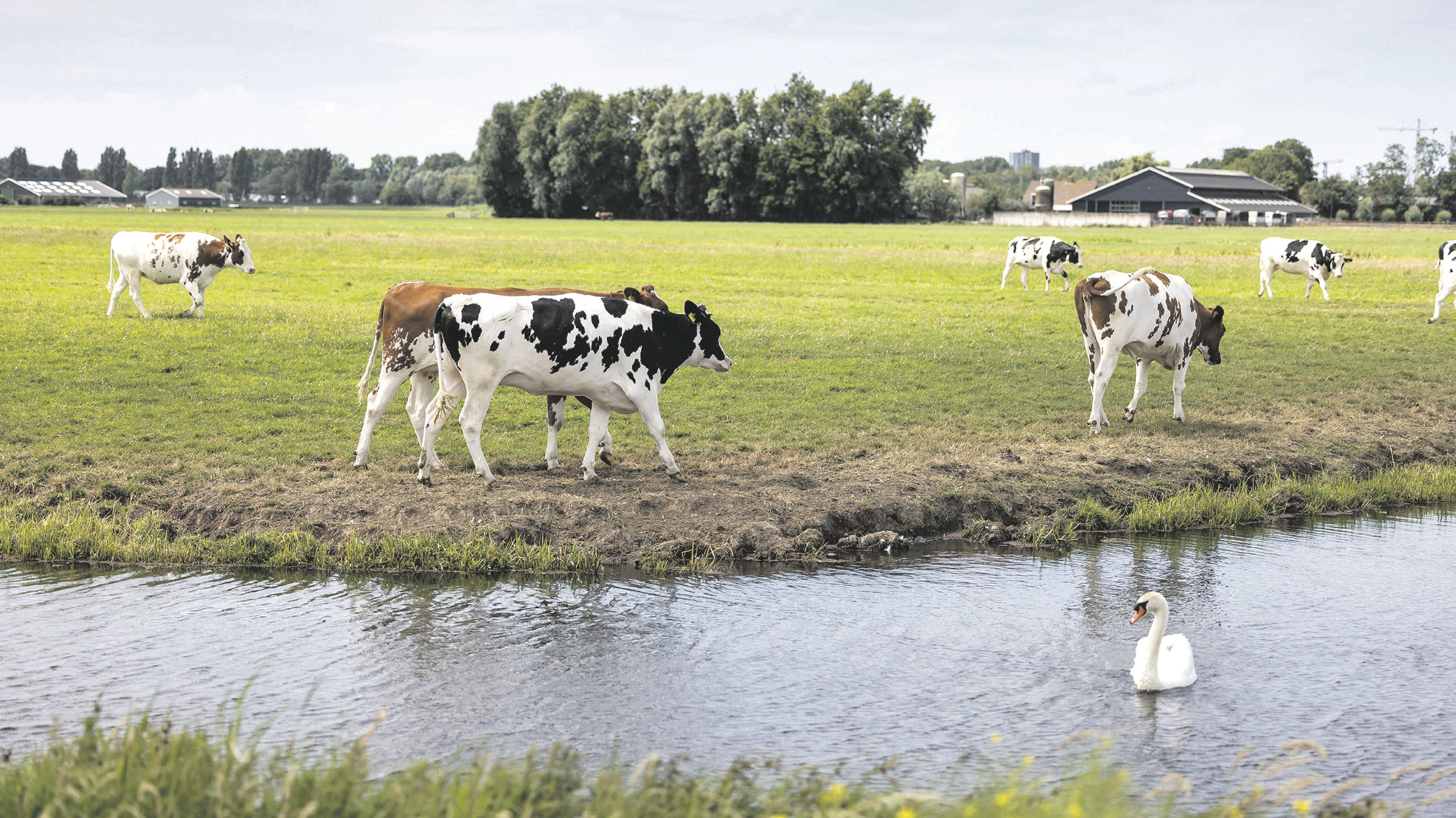 Stikstofuitstoot veehouderijen met 18 procent omlaag, maar koeienboeren blijven achter