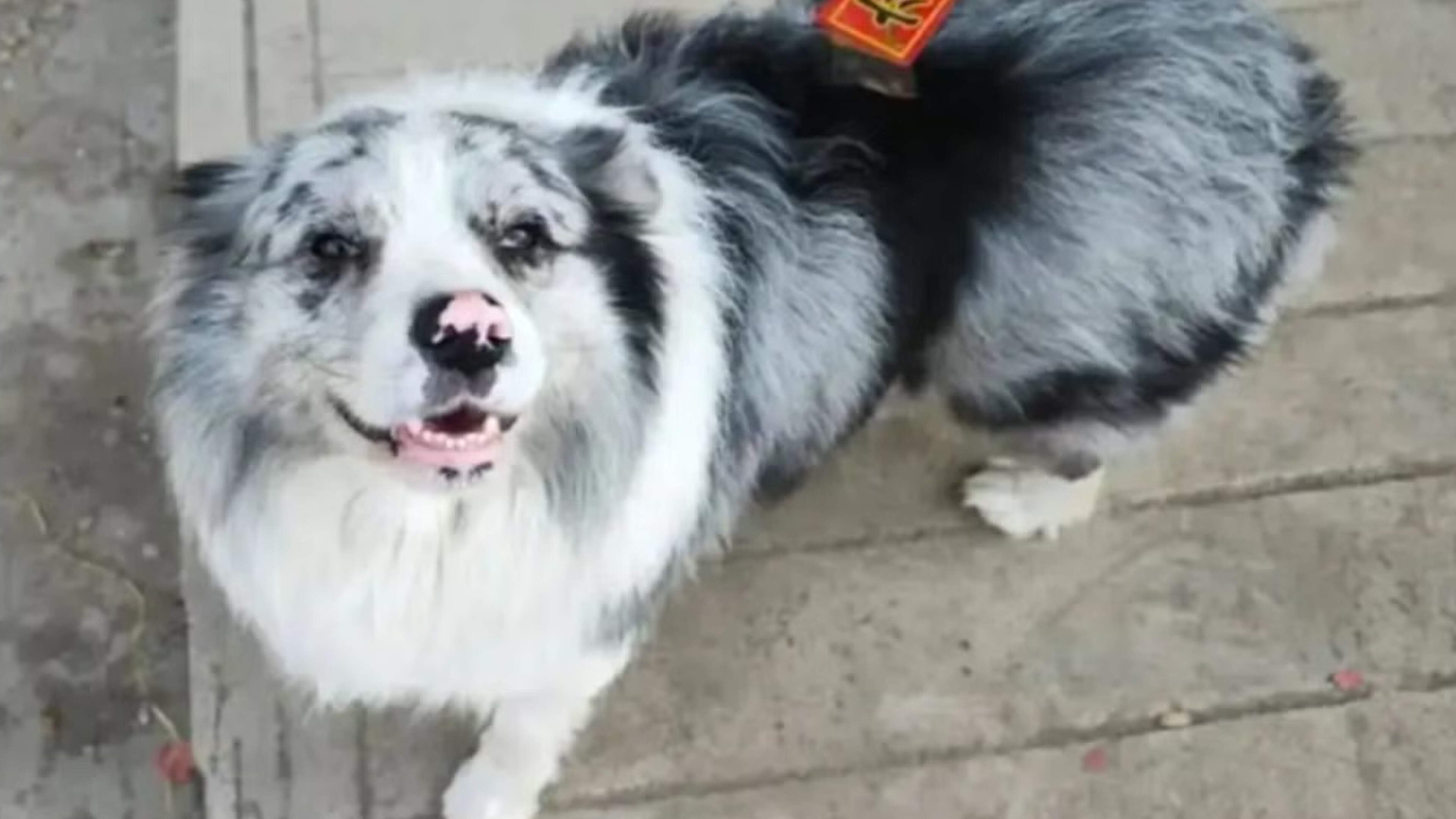 Beroemde influencer-hond Chutou (8) ontvoerd, verkocht en op