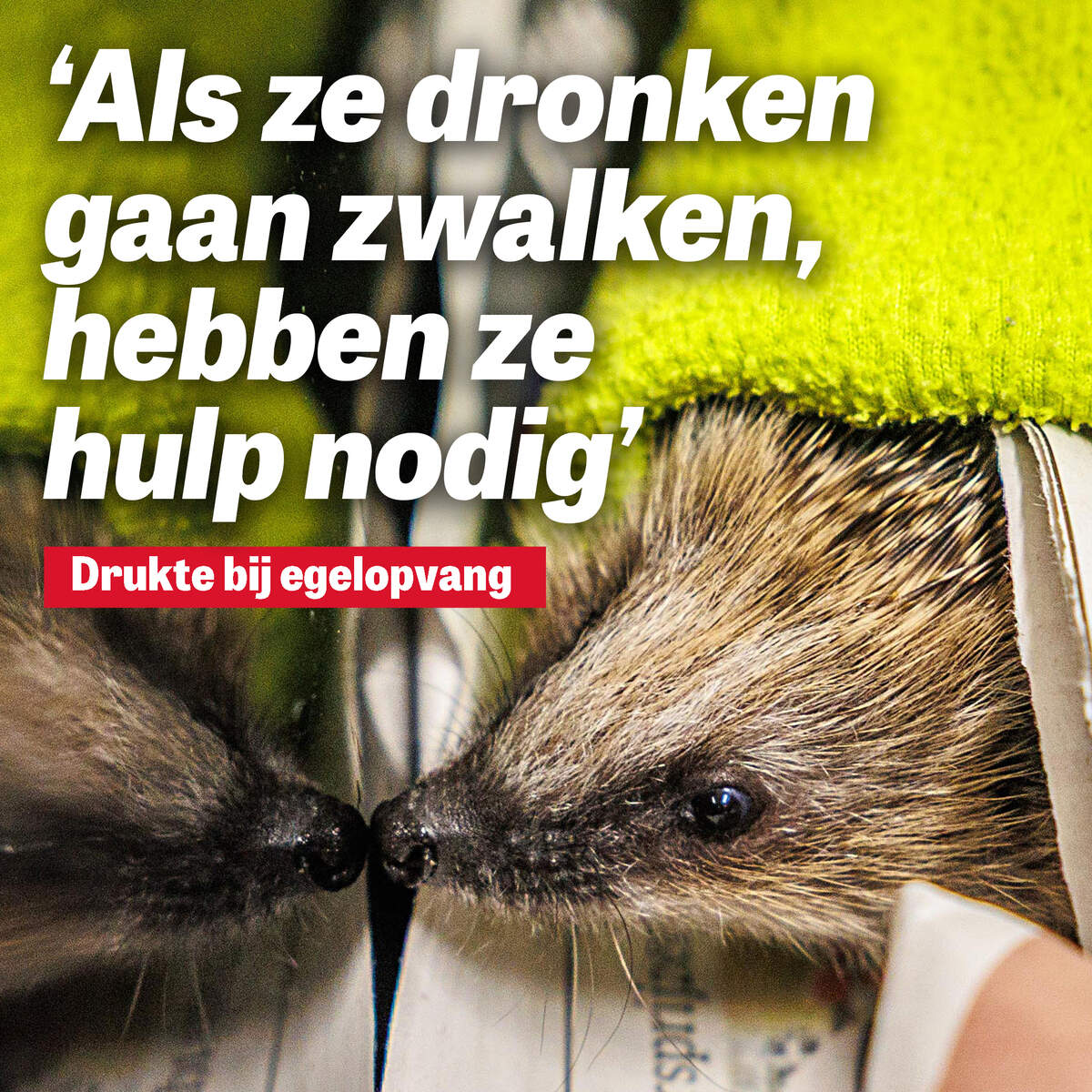 Topdrukte bij egelopvang vanwege zomergeboortegolf: ’Als ze dronken gaan zwalken, hebben ze hulp nodig’