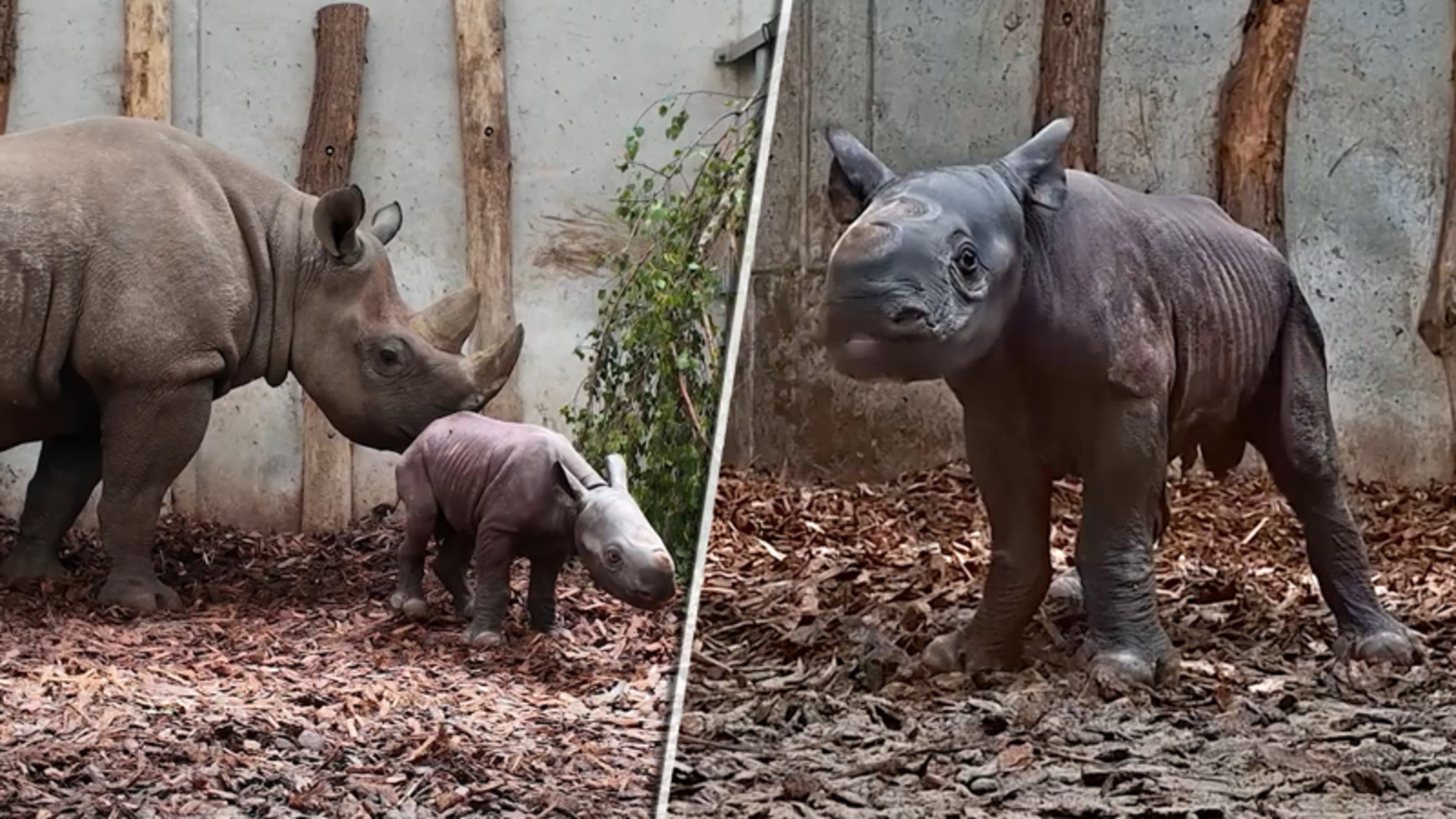 Ernstig bedreigde neushoorn geboren in Safaripark Beekse Ber