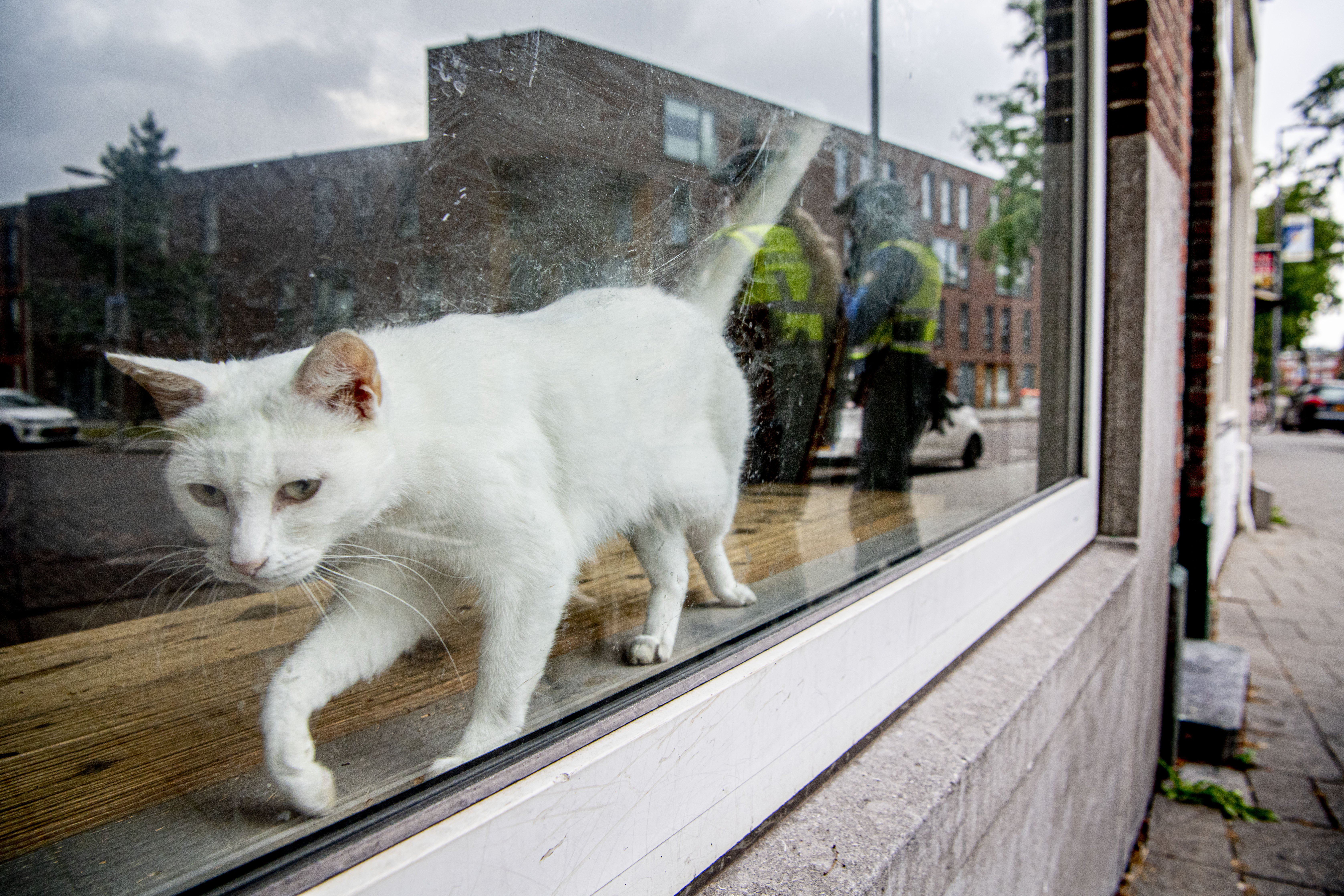 Veertig verwaarloosde katten gevonden in woning Herkenbosch