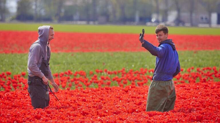Een aspergesteker uit Polen in Limburg.