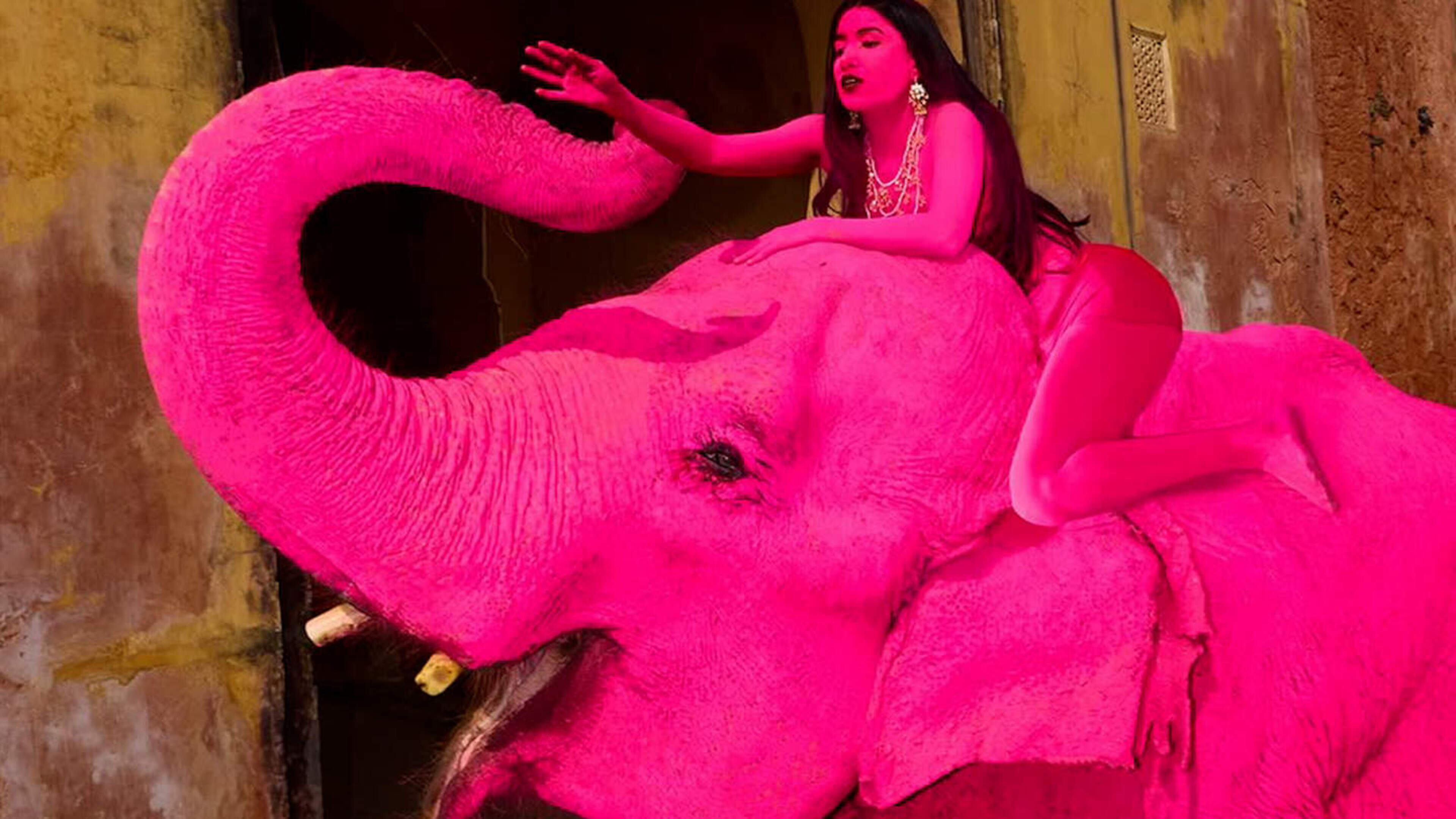 Woede over rozegeverfde olifant voor fotoshoot, dier sterft enkele maanden later