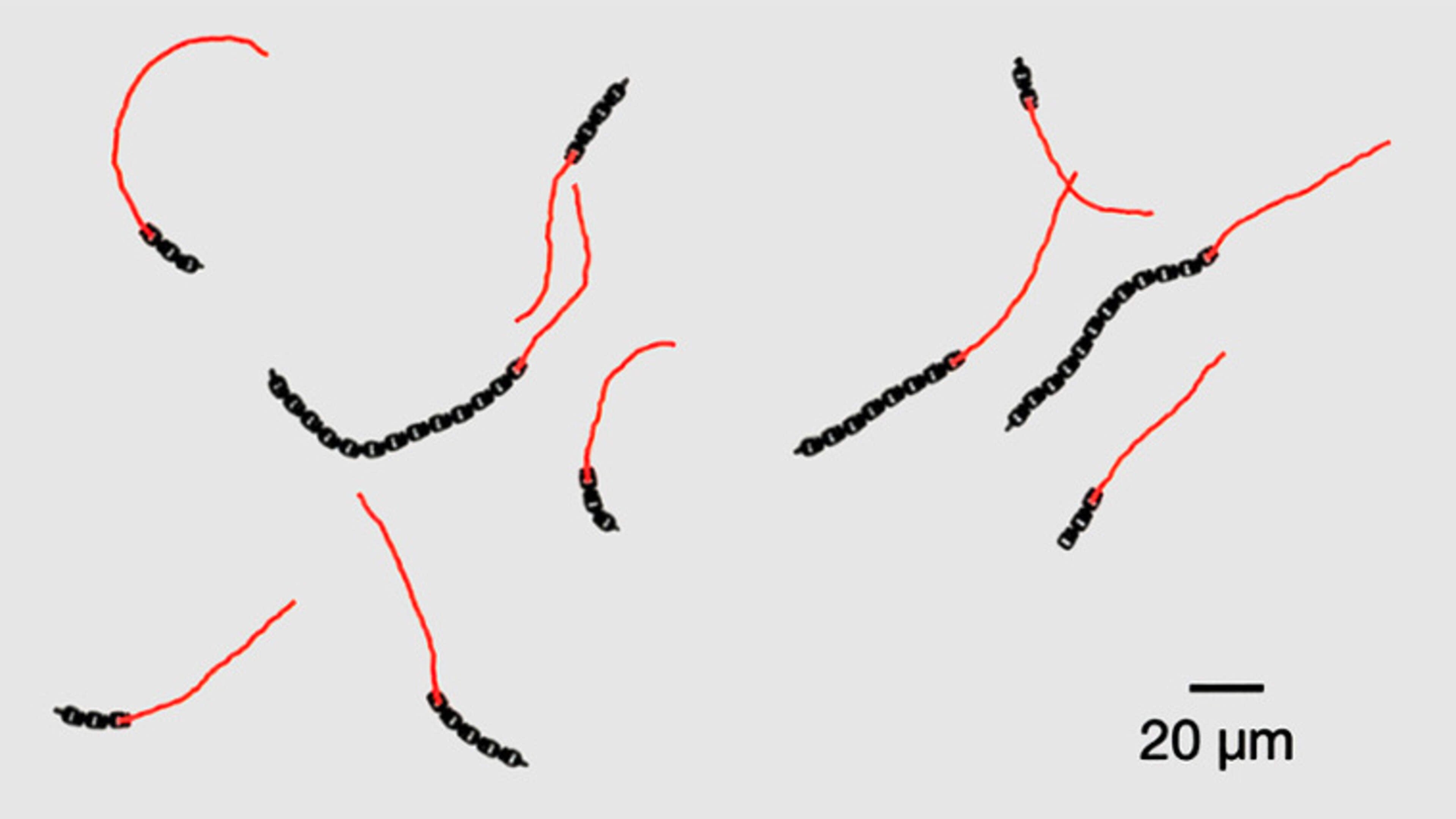 3D-robotjes zwemmen en navigeren als dieren