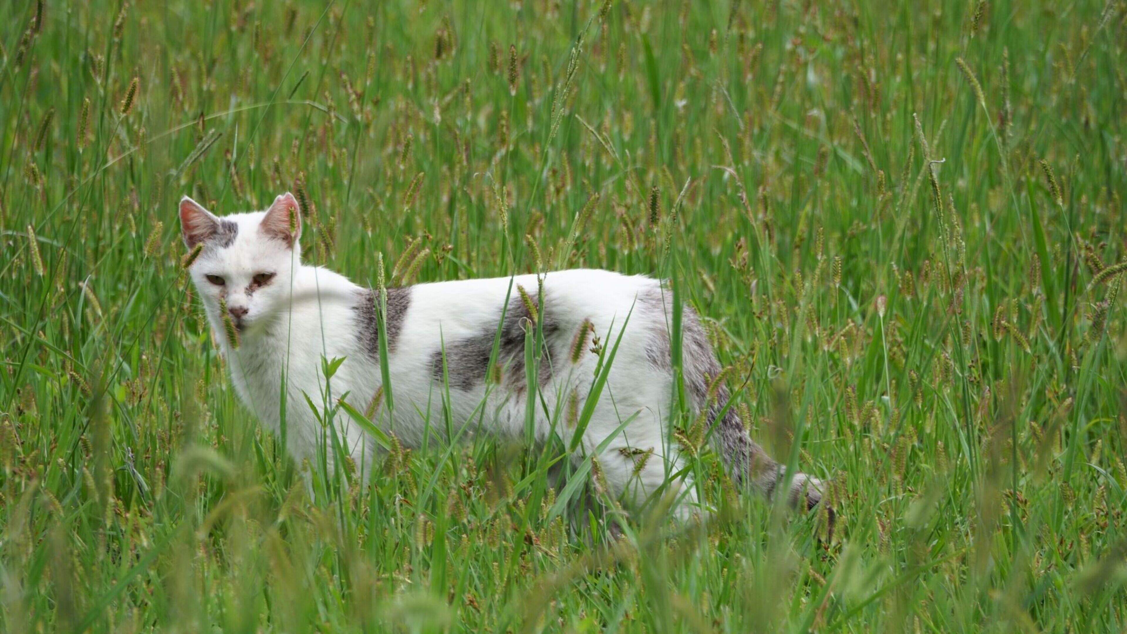 Praat mee: Vind jij dat zwerfkatten mogen worden afgeschoten?