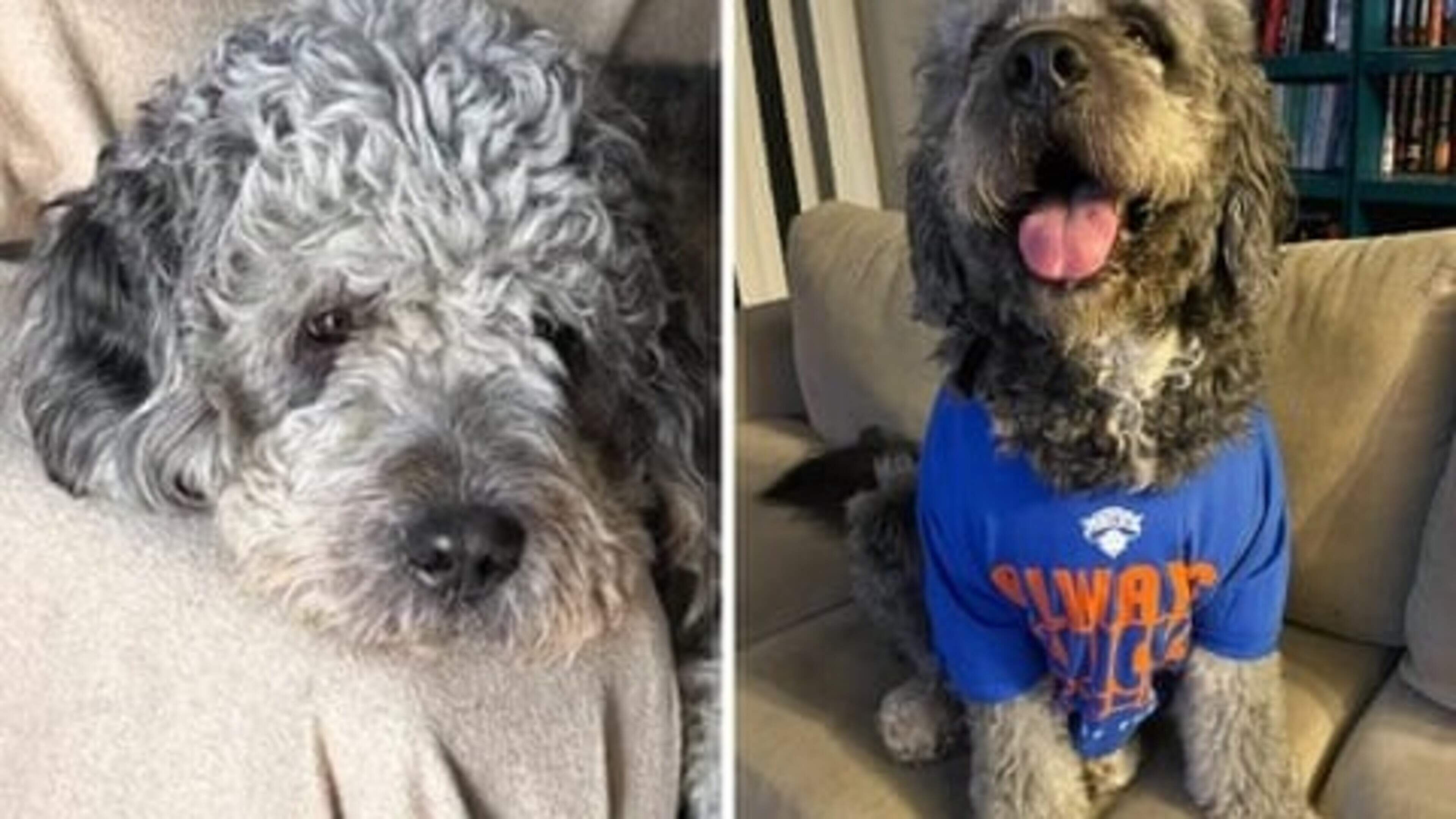 Politie Los Angeles onder vuur na doodschieten hond Jameson: ’Liefste jongen ter wereld’
