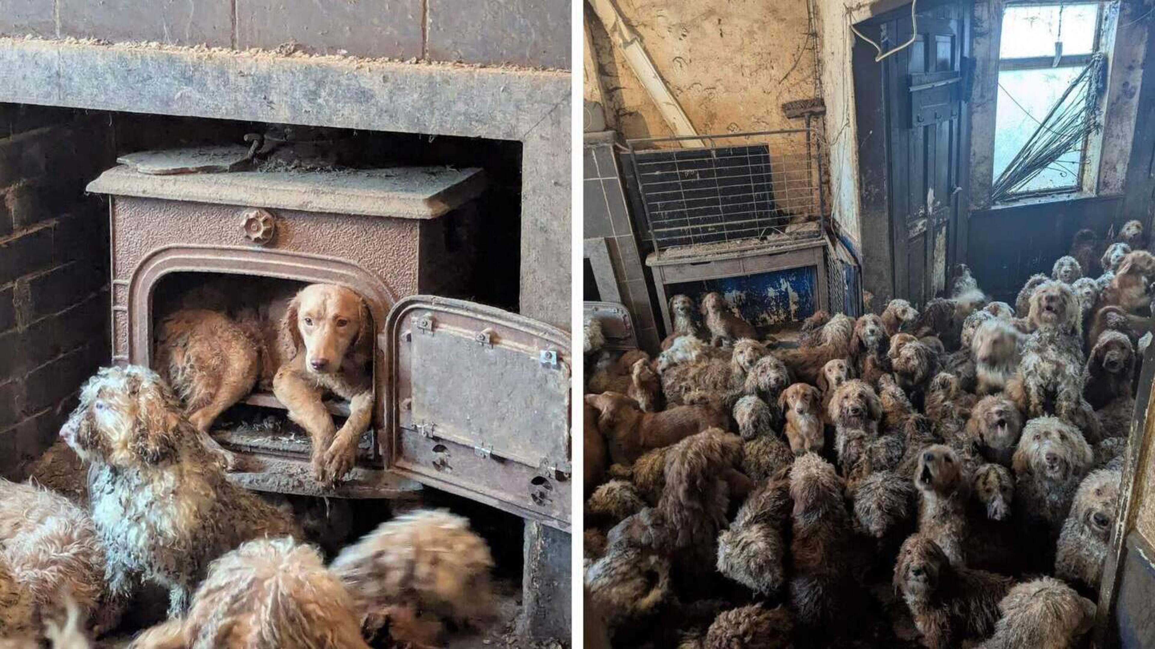 250 verwaarloosde honden gered uit Brits huis: ’Geen AI, maar helaas echt’