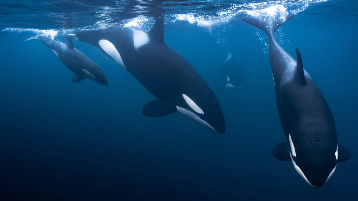 海での野生の対立：オルカスは再びヨットを攻撃し、1隻の船が沈んだ
