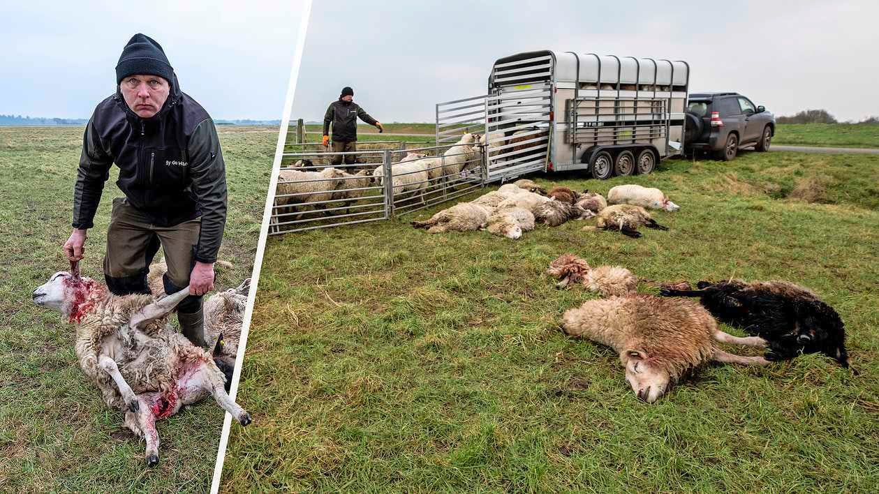 Boer Martin zit stuk nadat wolf 27 van zijn schapen doodbijt: ’Met dit tempo trekt het roofdier de w
