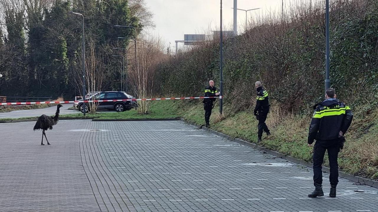 Ontsnapte emoe gevangen door politie na klopjacht in Prinsenbeek: ’Knap werk’