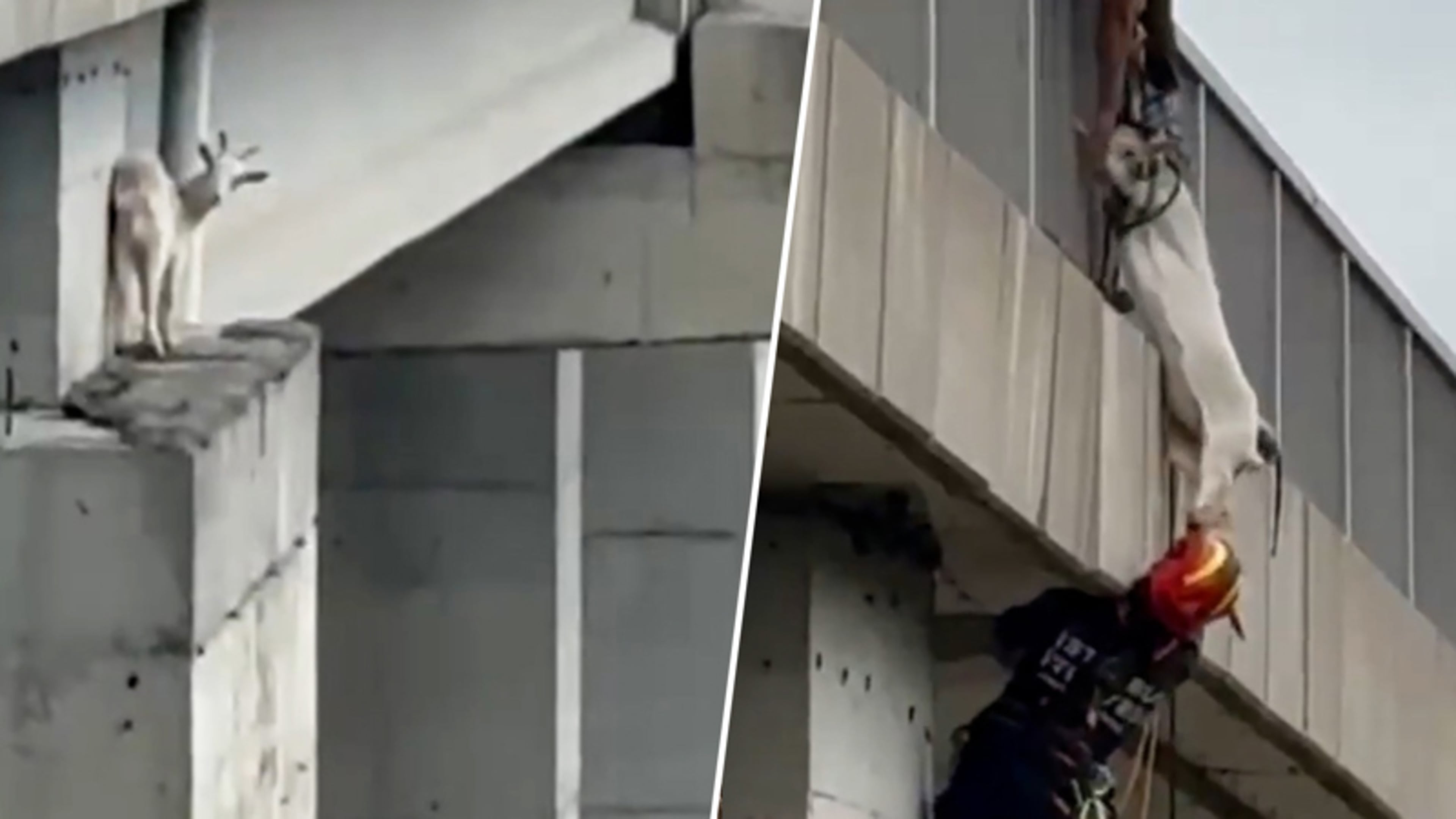 Opmerkelijk dier zit vast op viaduct: brandweer grijpt in
