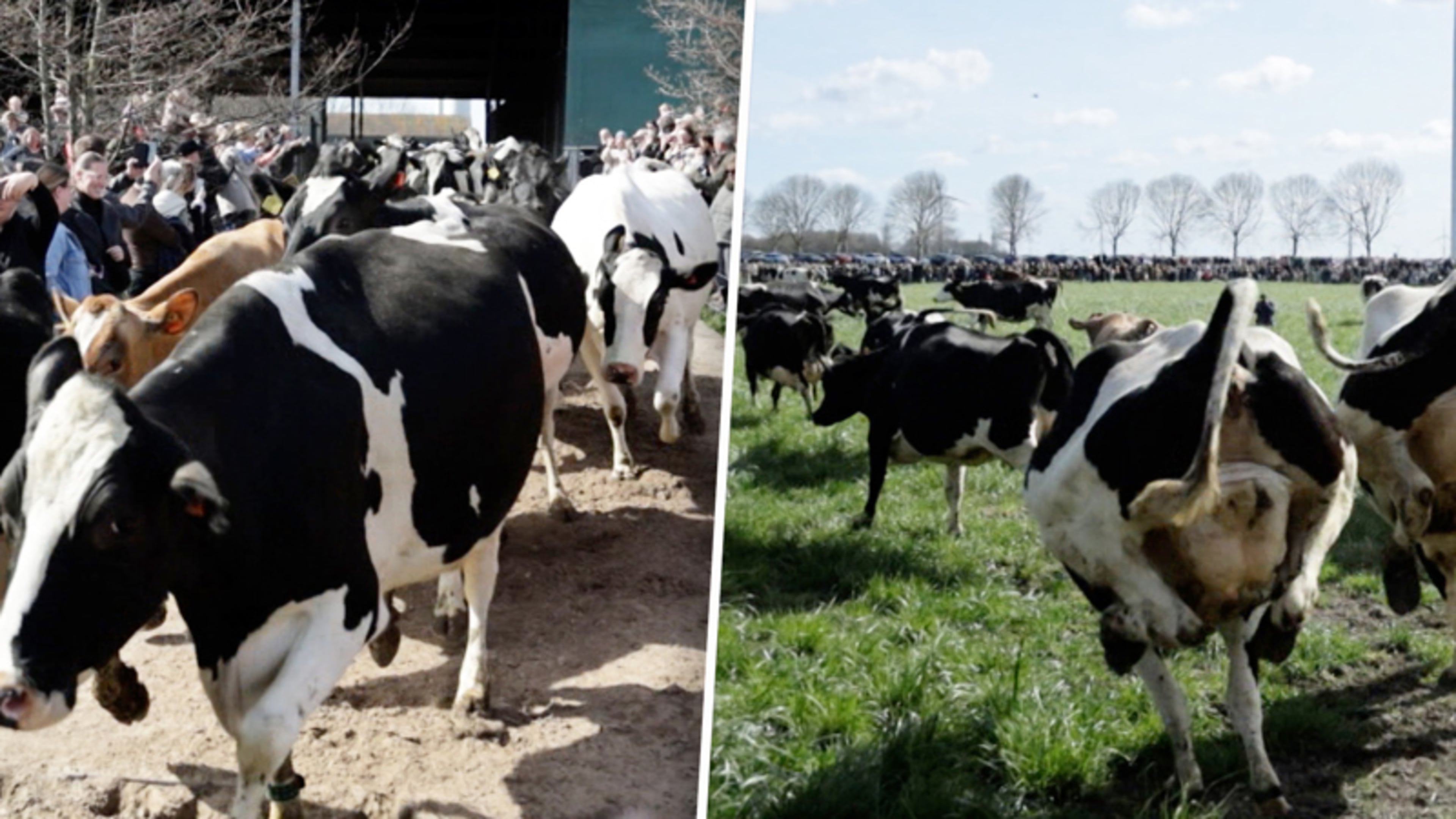 Zien: koeien en kalfjes mogen voor het eerst dit jaar de wei in