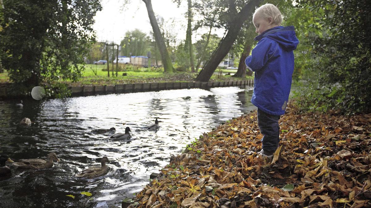Kind voert de eendjes in park Rozenburg in Rotterdam.
